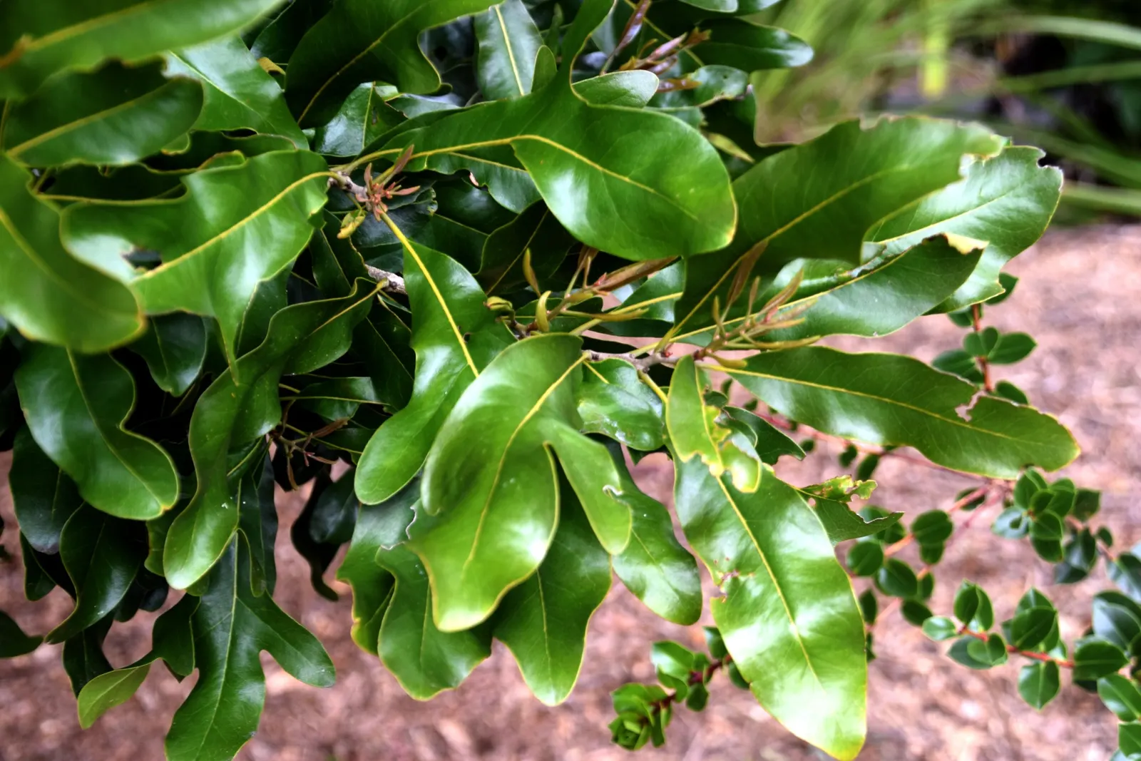 Firewheel Tree (Stenocarpus Sinuatus) — tree for full; as the flowers attract a variety of pollinators