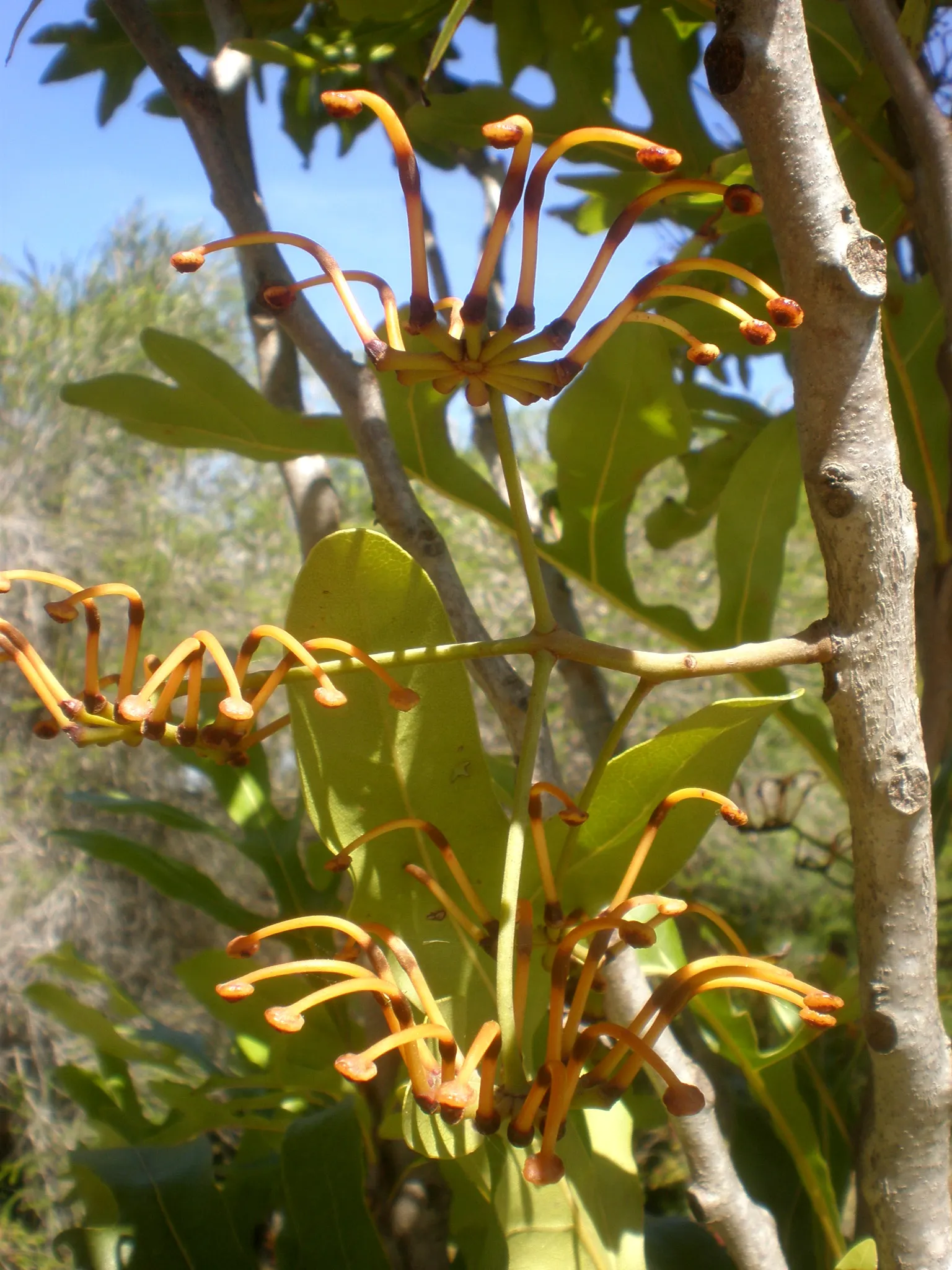 Firewheel Tree (Stenocarpus Sinuatus) — tree with red blooms; or in multiples to create an opulent screen.<br><br>When integrating into a garden