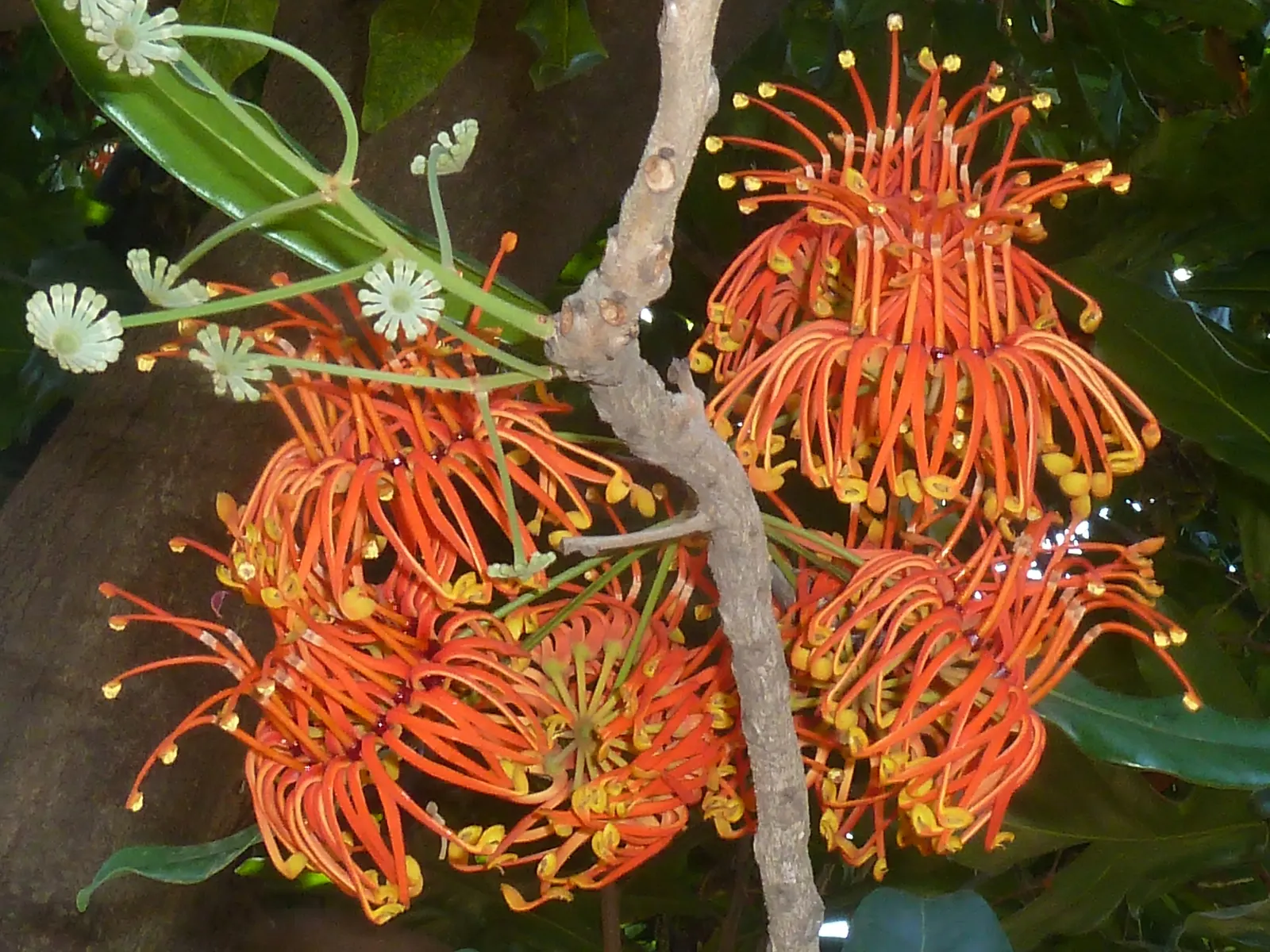 Firewheel Tree (Stenocarpus Sinuatus) — is an eye-catching evergreen native to the subtropical rainforests of Australia; although it is relatively