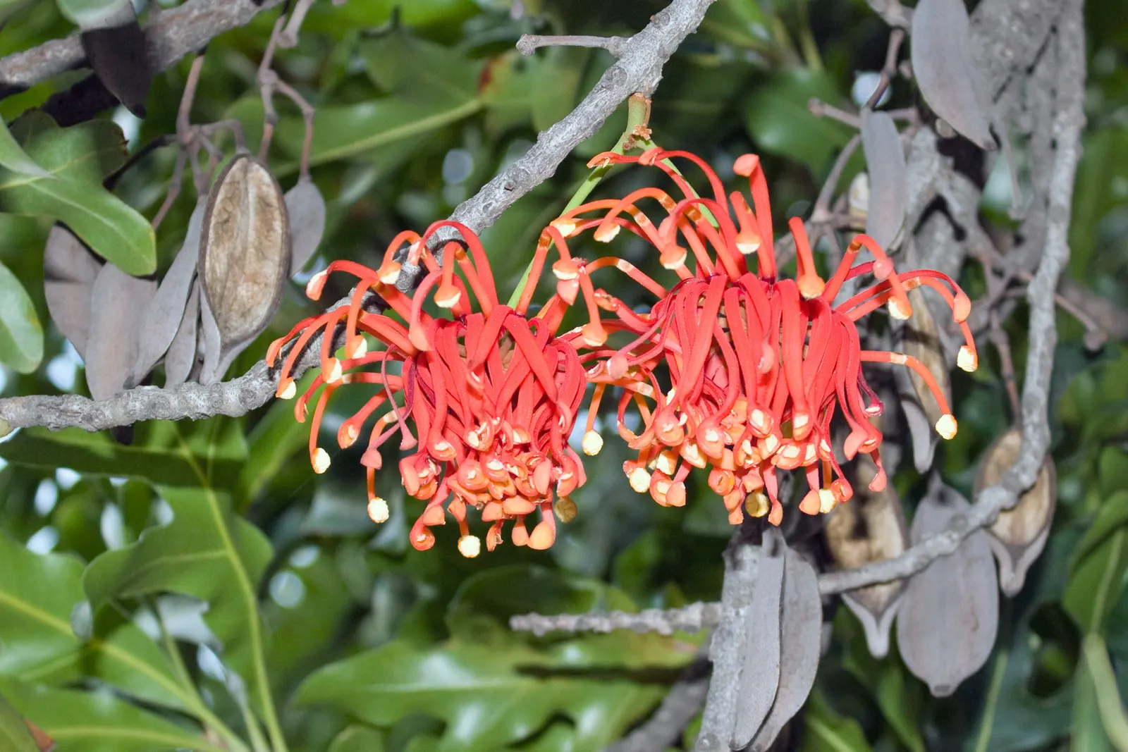 Firewheel Tree (Stenocarpus Sinuatus) — the Firewheel Tree makes a striking addition to any landscape design; it is also frost sensitive