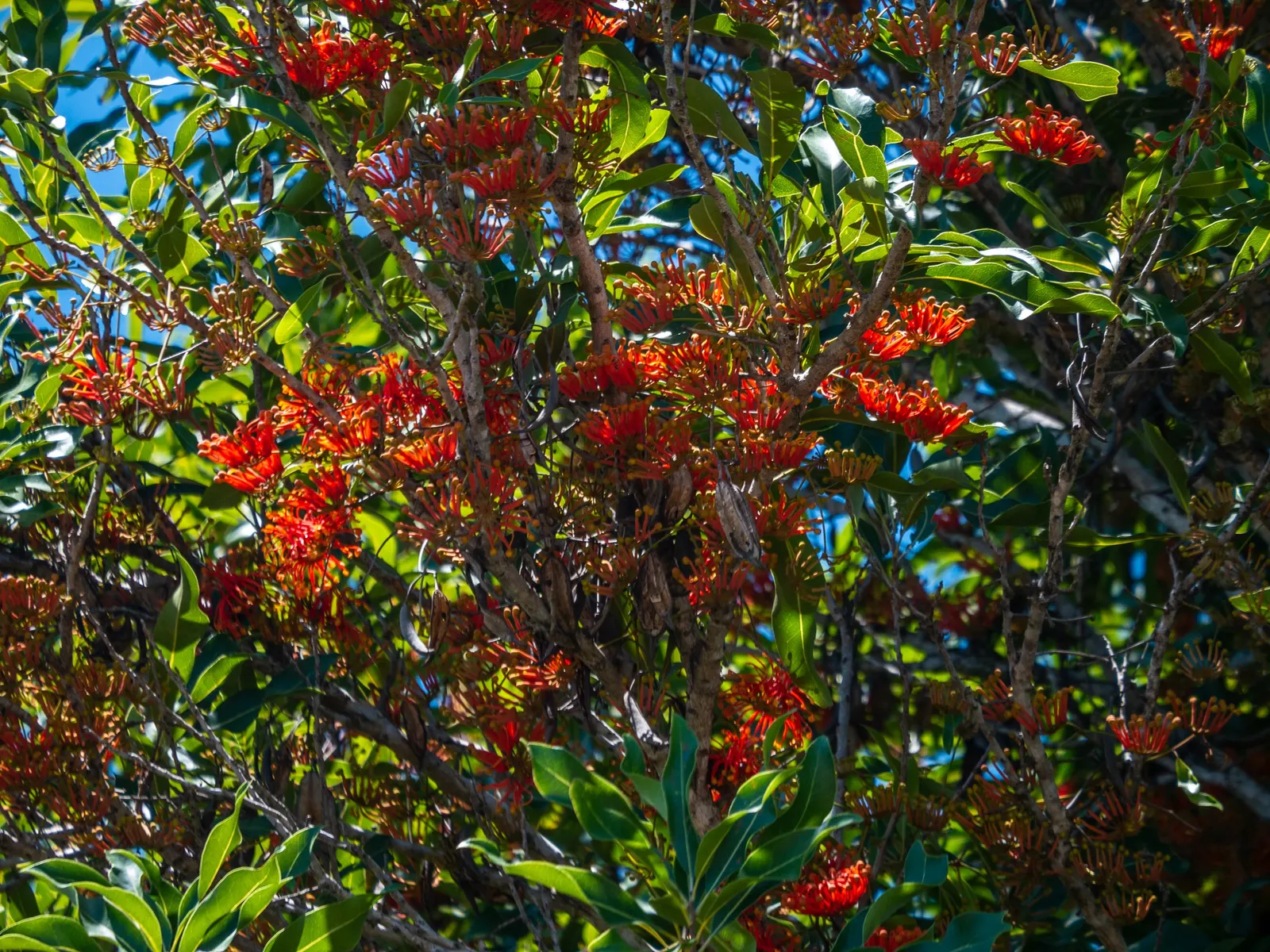 Firewheel Tree (Stenocarpus Sinuatus) — or in multiples to create an opulent screen.<br><br>When integrating into a garden