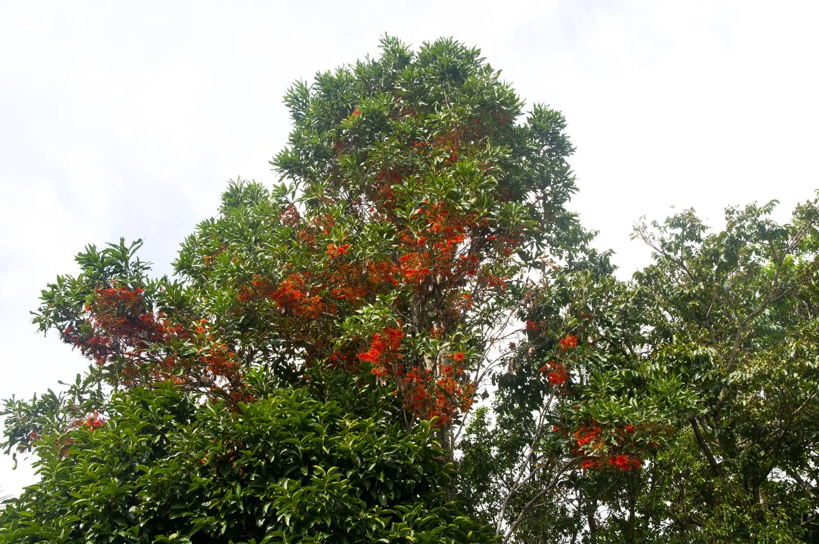 Firewheel Tree (Stenocarpus Sinuatus) — Adds a dramatic, tropical flair to landscape designs