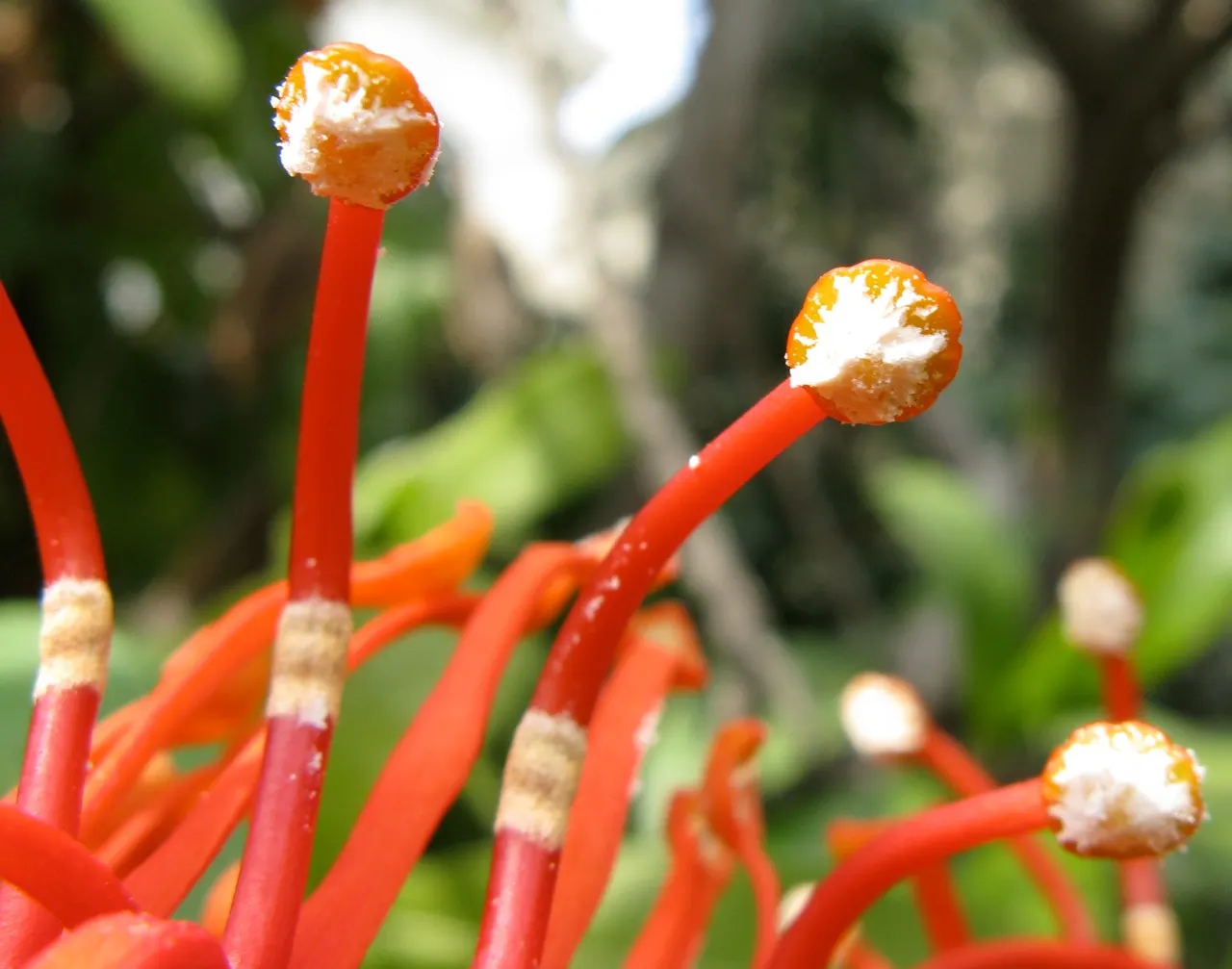 Firewheel Tree (Stenocarpus Sinuatus) — so care should be taken in cooler regions.<br><br>The Firewheel Tree's moderate size