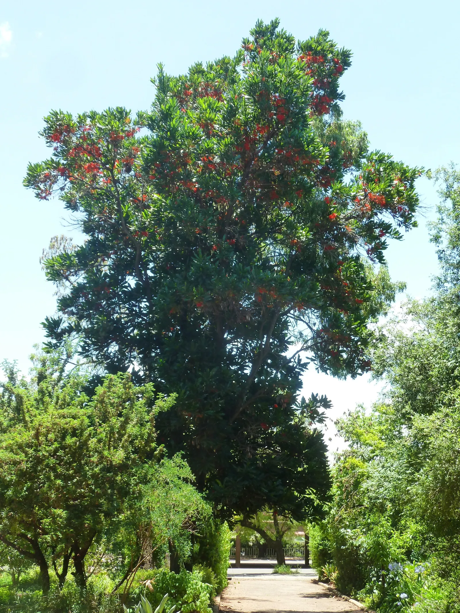Firewheel Tree (Stenocarpus Sinuatus) — These distinctive blossoms; commonly referred to as the Firewheel Tree