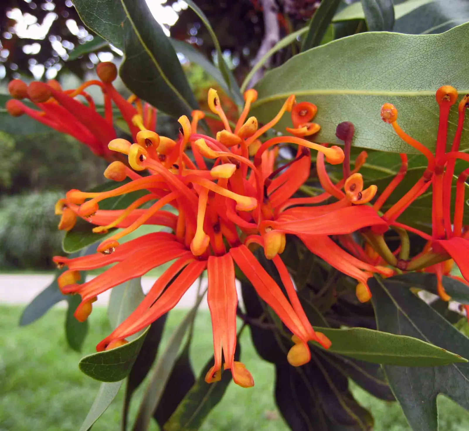 Firewheel Tree (Stenocarpus Sinuatus) — approximately 3 to 4 inches in diameter; lending a textured appearance to the foliage.<br><br>Growing to an average