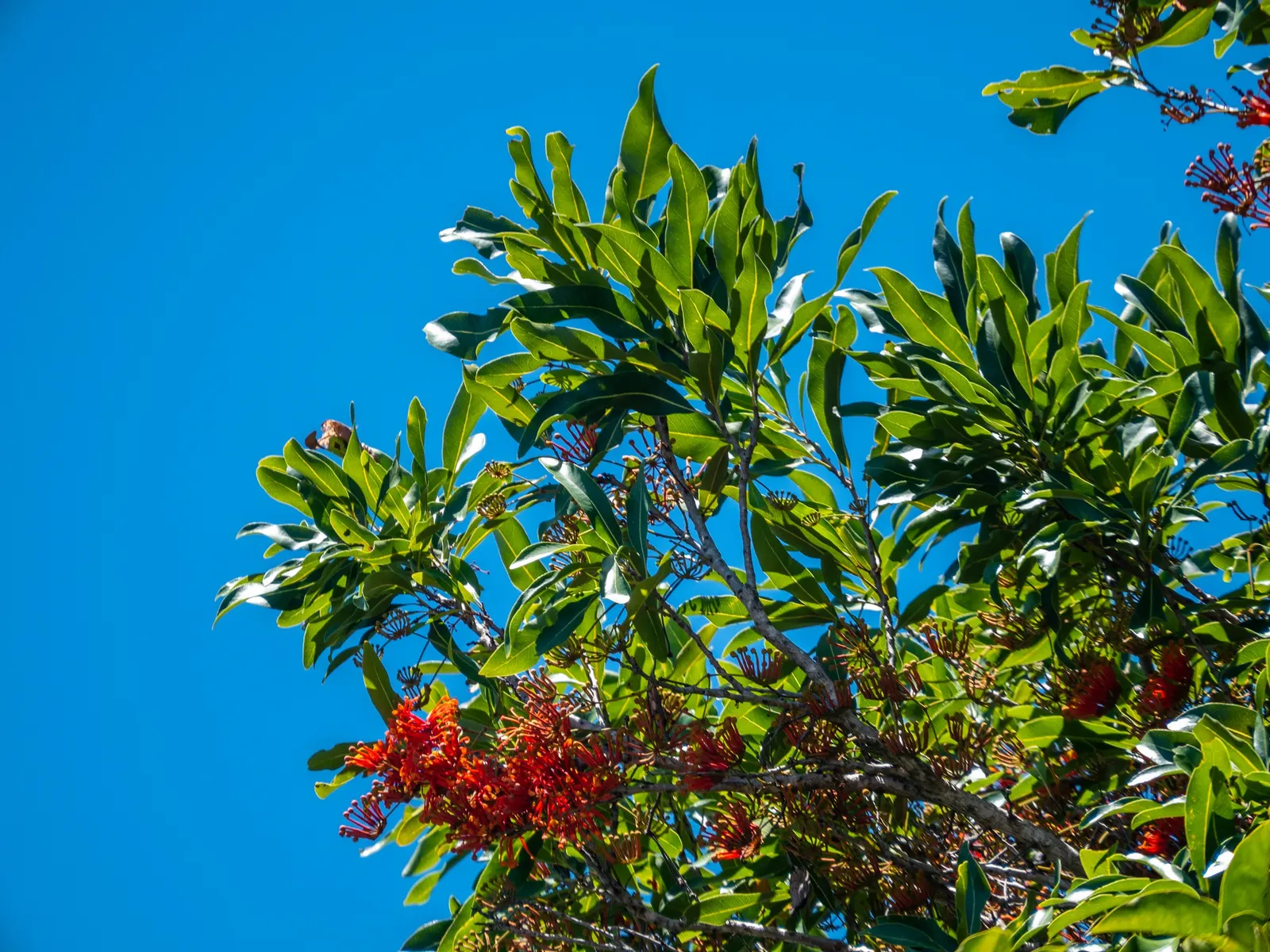 Firewheel Tree (Stenocarpus Sinuatus) — lending a textured appearance to the foliage.<br><br>Growing to an average height of 30 to 45 feet