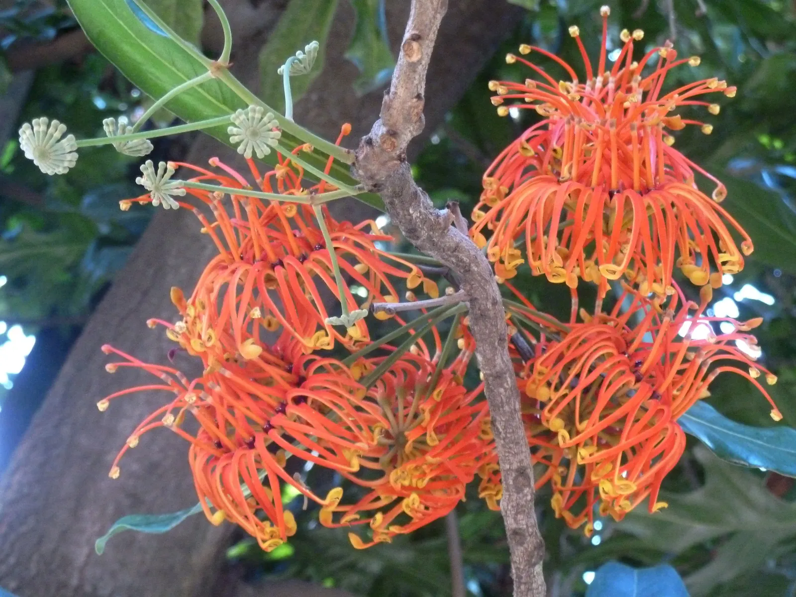 Firewheel Tree (Stenocarpus Sinuatus) — commonly referred to as the Firewheel Tree; deep green leaves that are sinuous and lobed