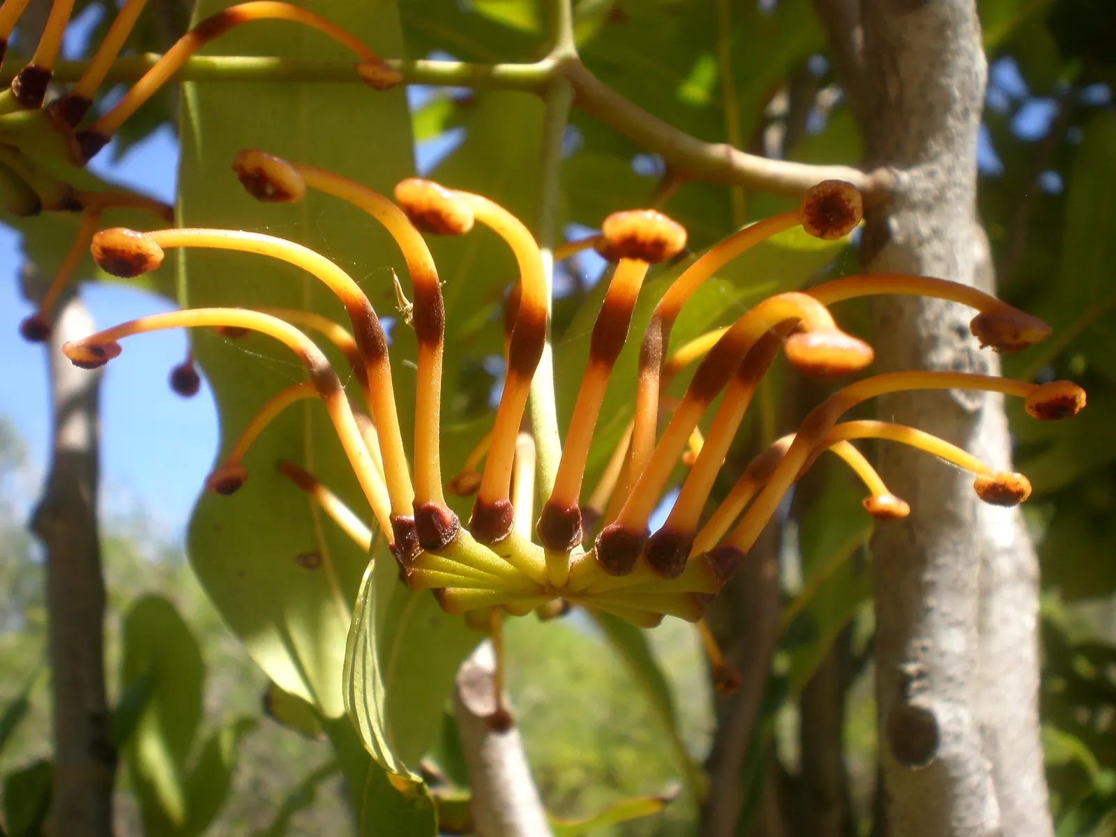 Firewheel Tree (Stenocarpus Sinuatus) — It is named for its vibrant, fiery red, wheel-shaped flowers which bloom prominently from summer to autumn