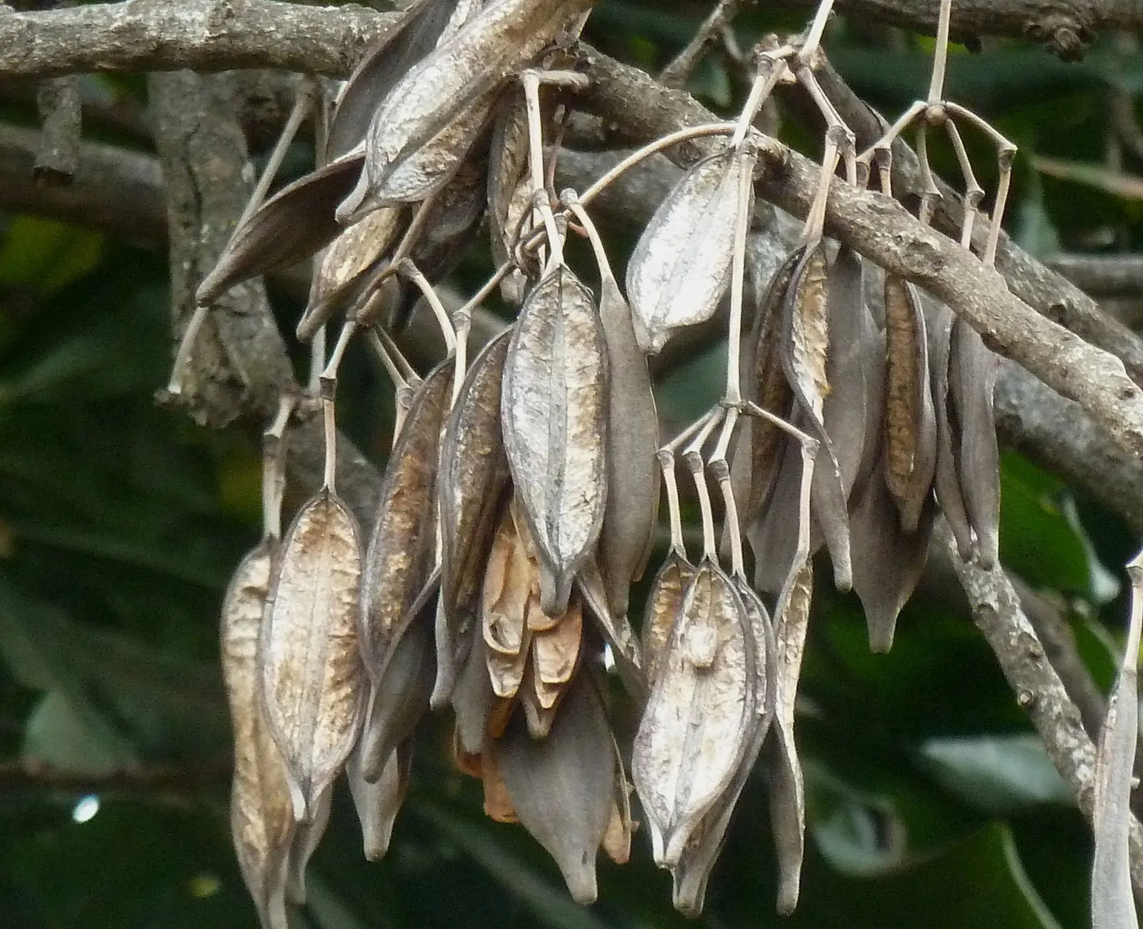 Firewheel Tree (Stenocarpus Sinuatus) — The Firewheel Tree, or Stenocarpus sinuatus, is an evergreen native to Australian rainforests; ideal for, image 55