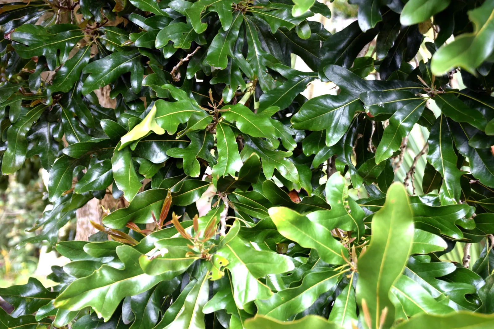 Firewheel Tree (Stenocarpus Sinuatus) — red flowers in the garden; approximately 3 to 4 inches in diameter