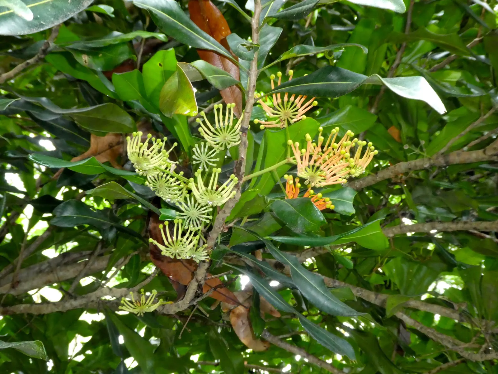 Firewheel Tree (Stenocarpus Sinuatus) — approximately 3 to 4 inches in diameter