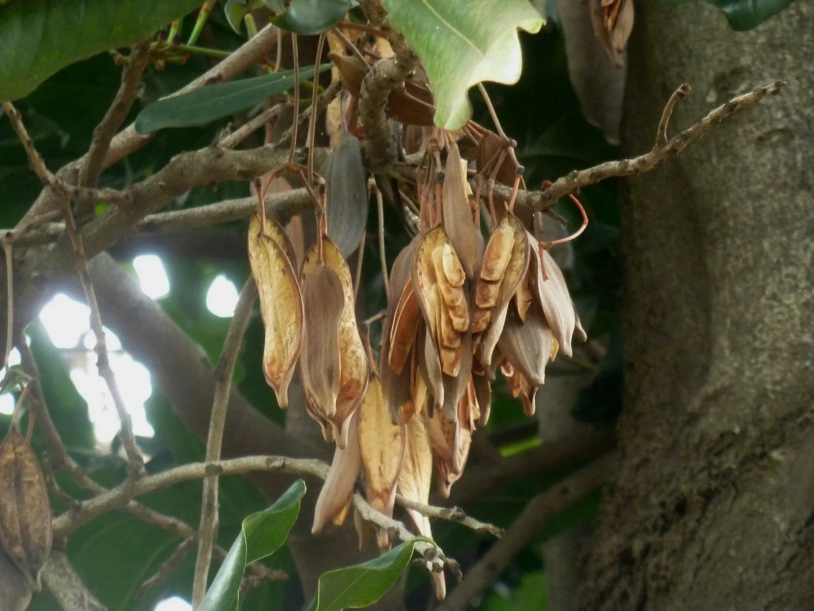 Firewheel Tree (Stenocarpus Sinuatus) — The Firewheel Tree, or Stenocarpus sinuatus, is an evergreen native to Australian rainforests; ideal for zones 10-11