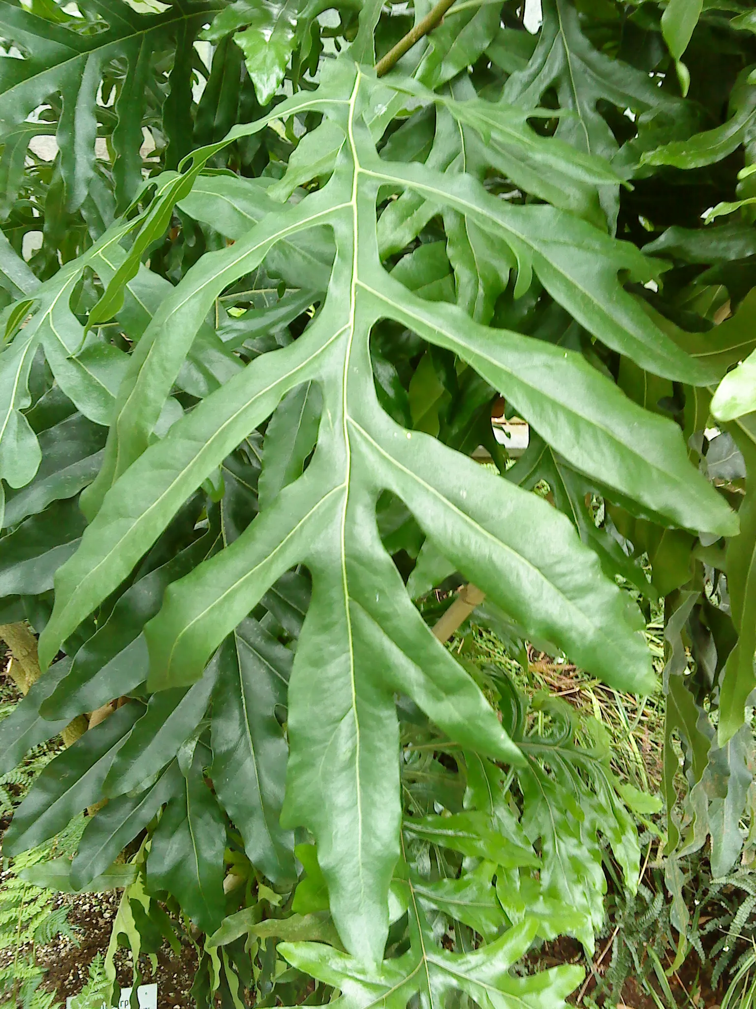 Firewheel Tree (Stenocarpus Sinuatus) — It is also frost sensitive
