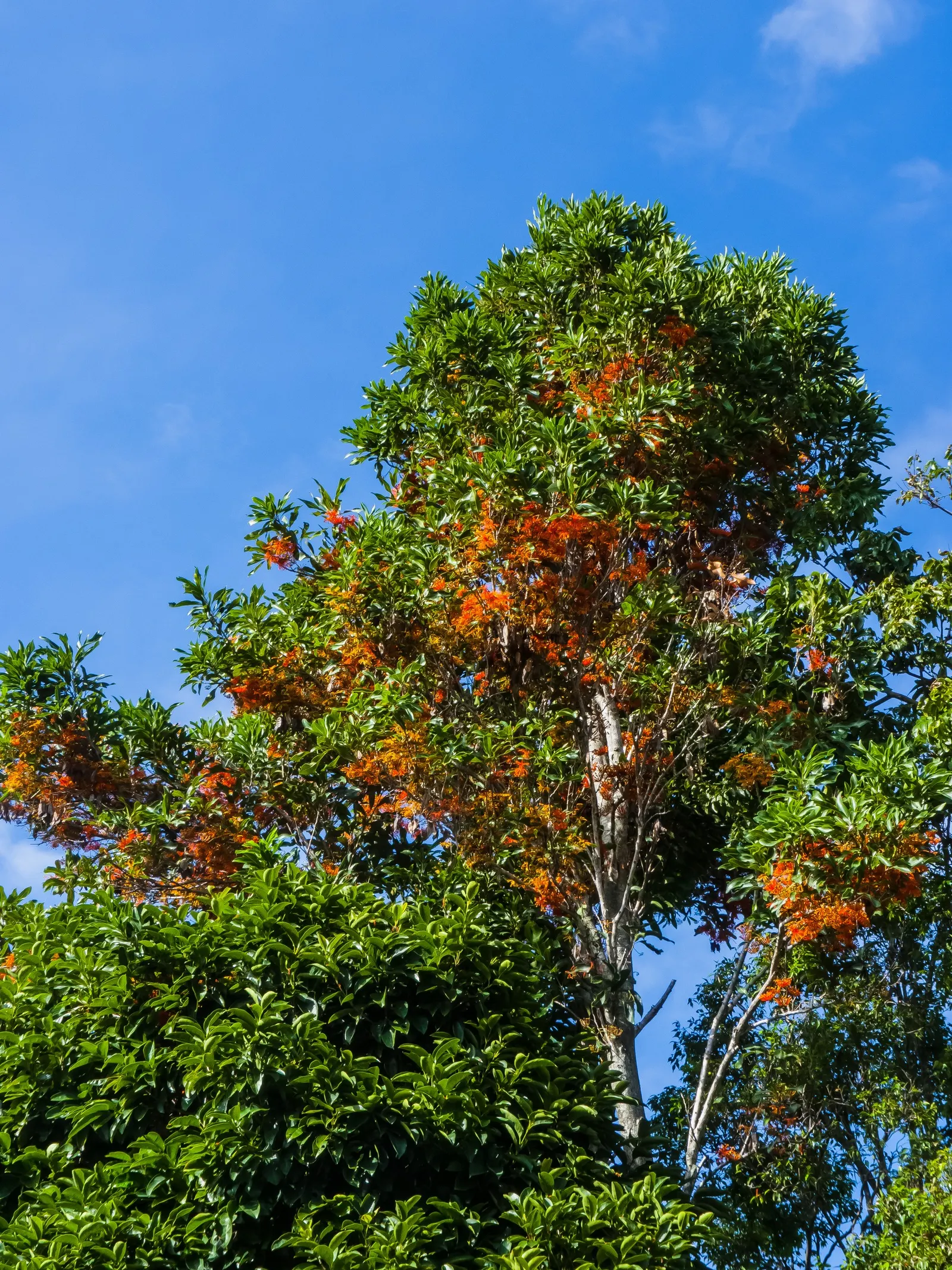 Firewheel Tree (Stenocarpus Sinuatus) — Ideal for zones 10-11, it prefers well-drained soil and full sun to partial shade