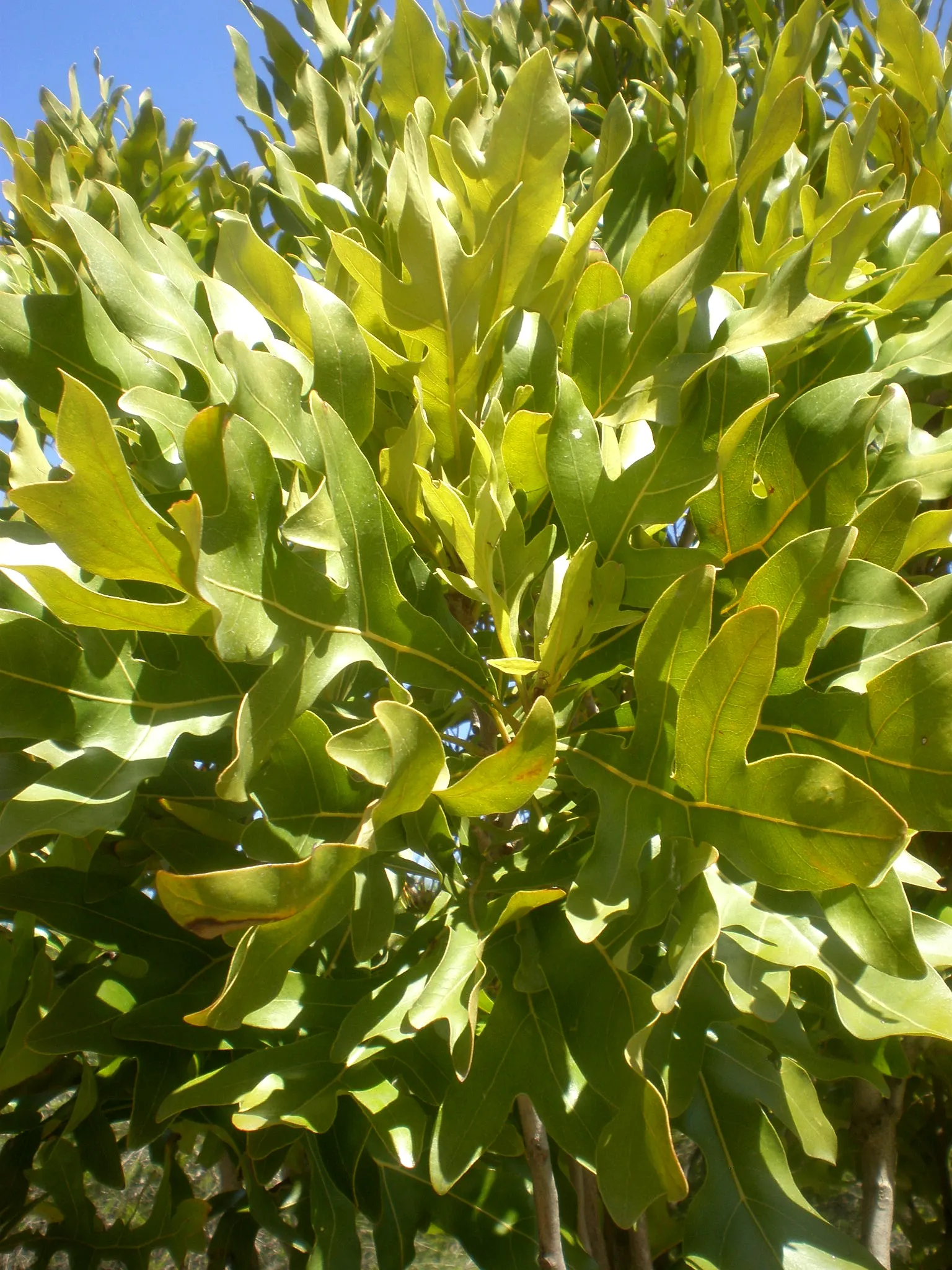Firewheel Tree (Stenocarpus Sinuatus) — red flowers in the garden
