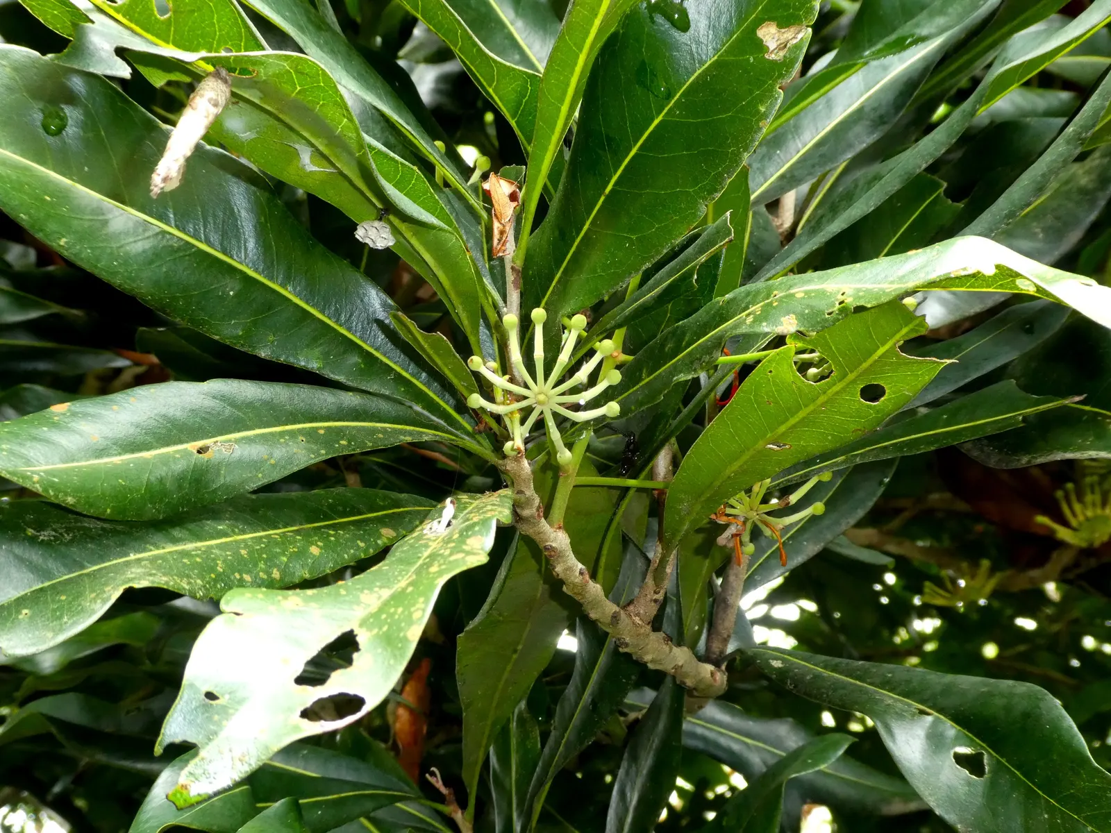 Firewheel Tree (Stenocarpus Sinuatus) — These distinctive blossoms
