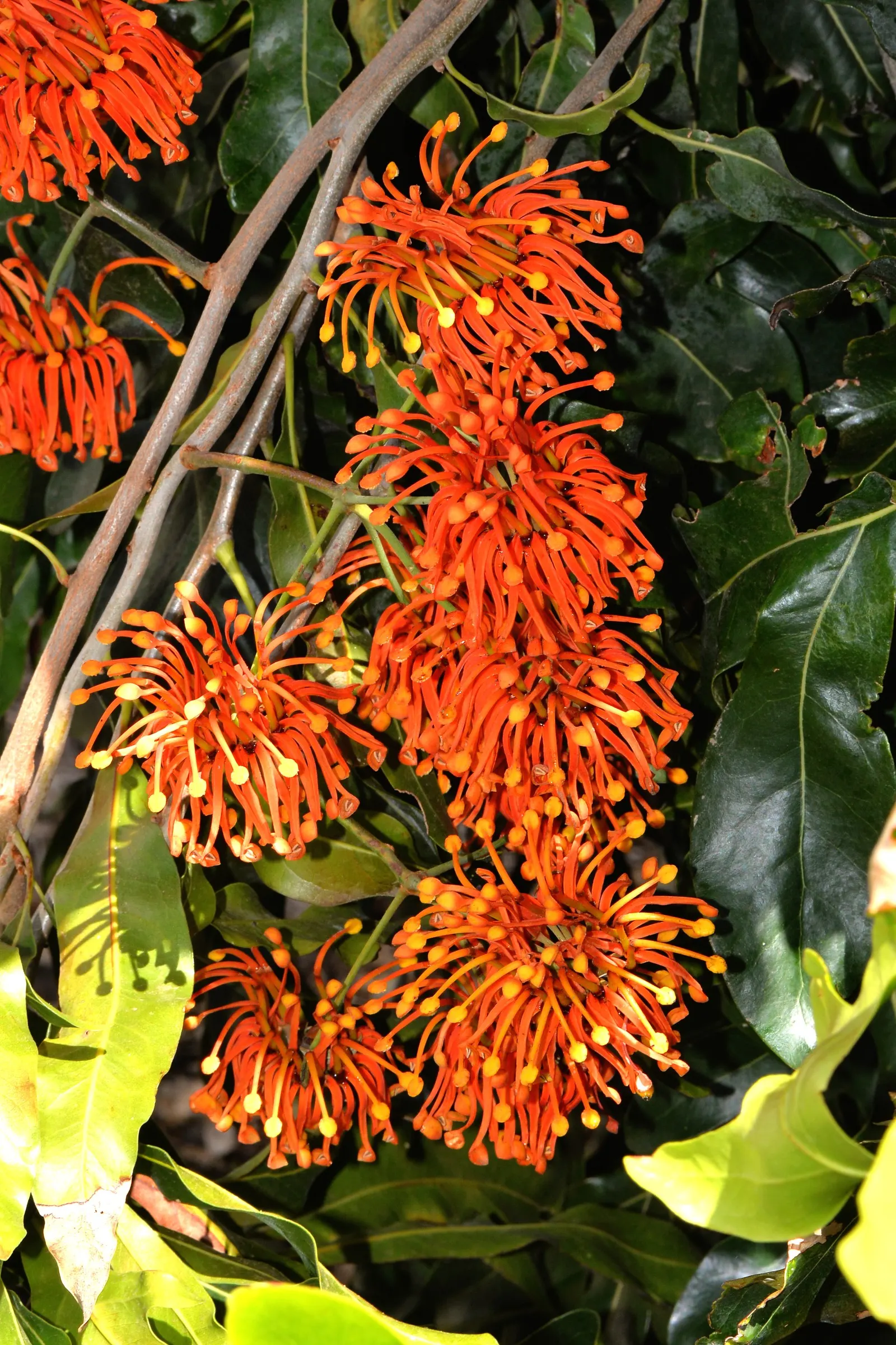 Firewheel Tree (Stenocarpus Sinuatus) — Inform clients of its low maintenance requirements and the potential wildlife benefit, image 50