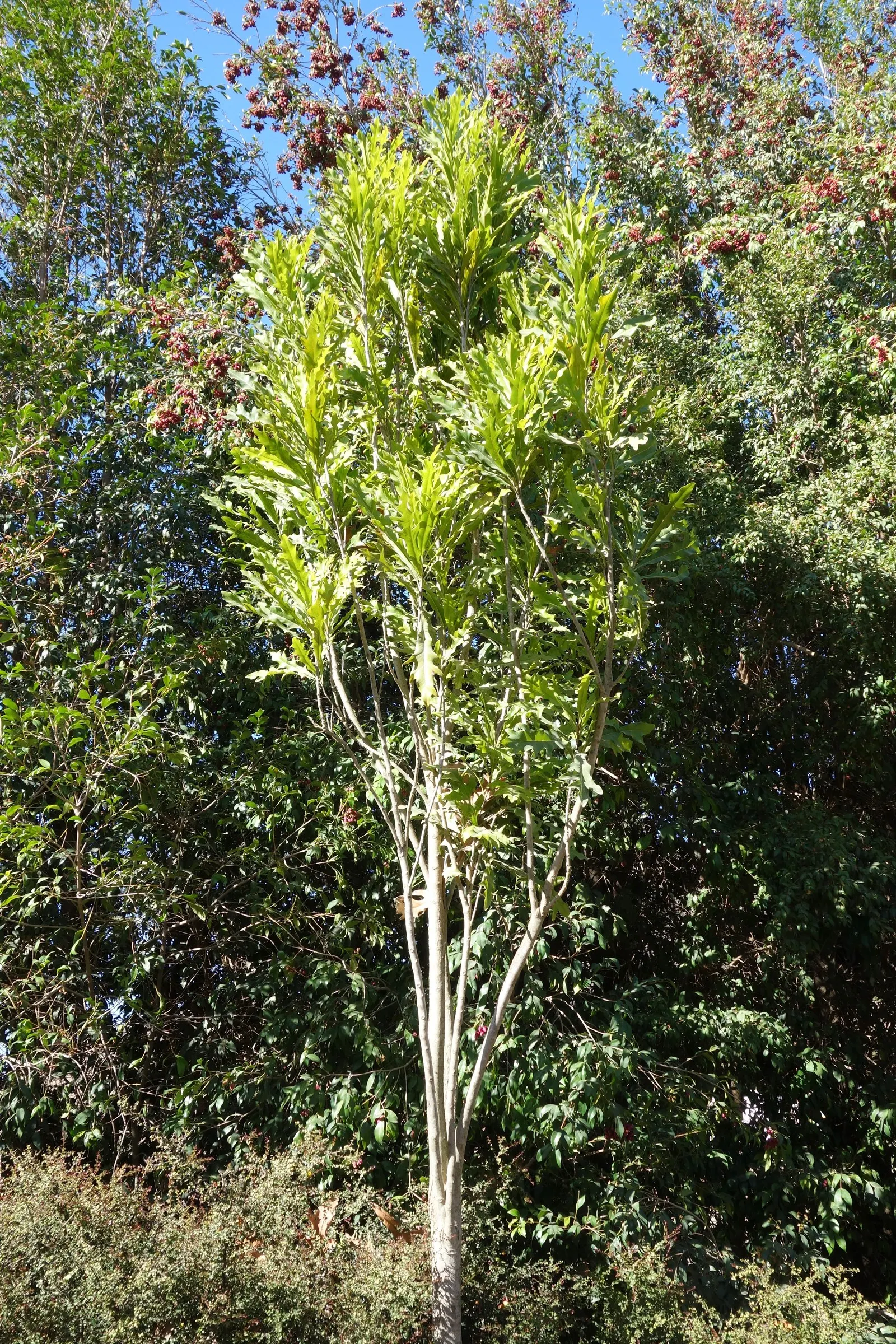 Firewheel Tree (Stenocarpus Sinuatus) — it thrives in well-draining soil and prefers a position that receives full sun to partial shade