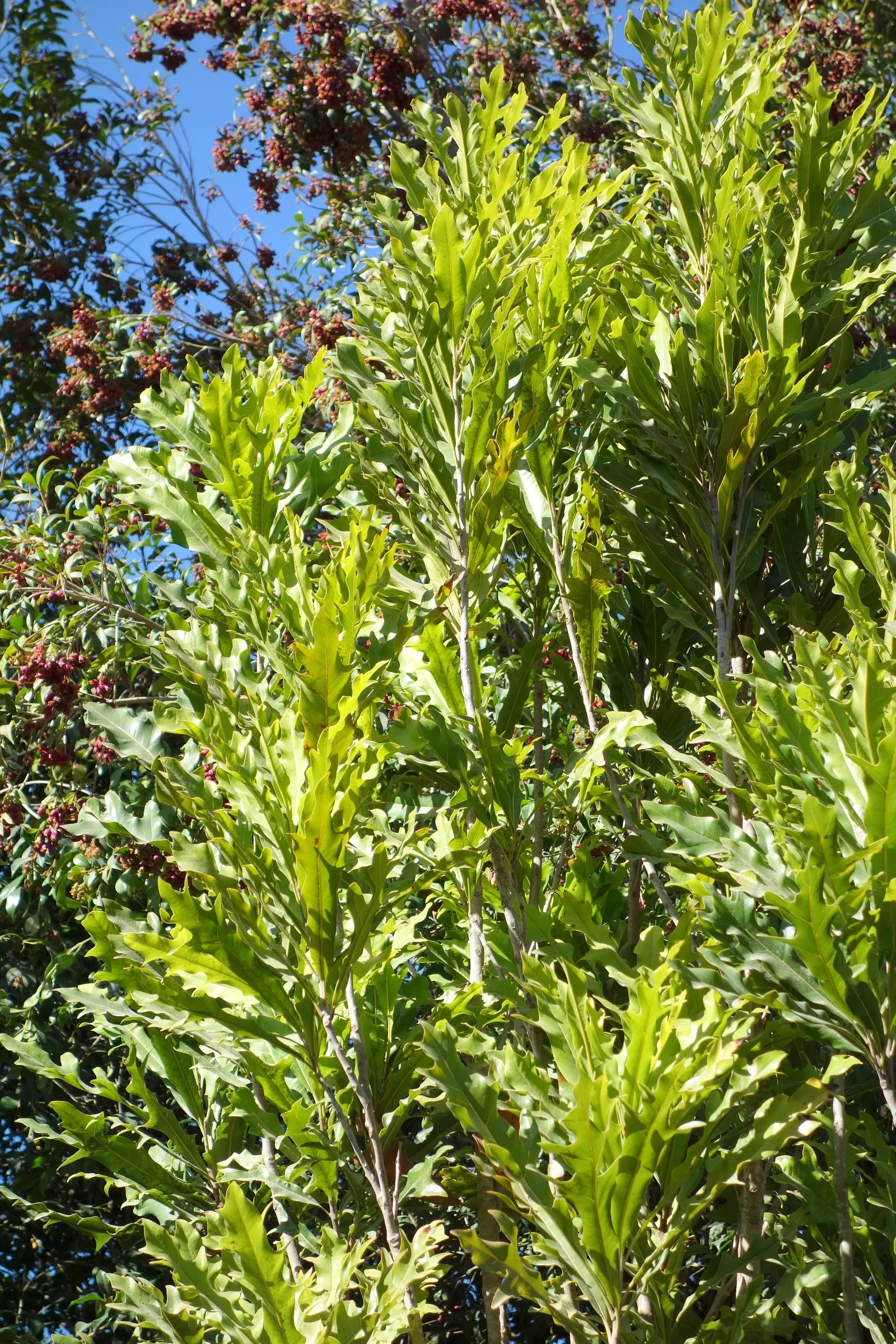 Firewheel Tree (Stenocarpus Sinuatus) — or in multiples to create an opulent screen.<br><br>When integrating into a garden; it is named for its vibrant, fiery