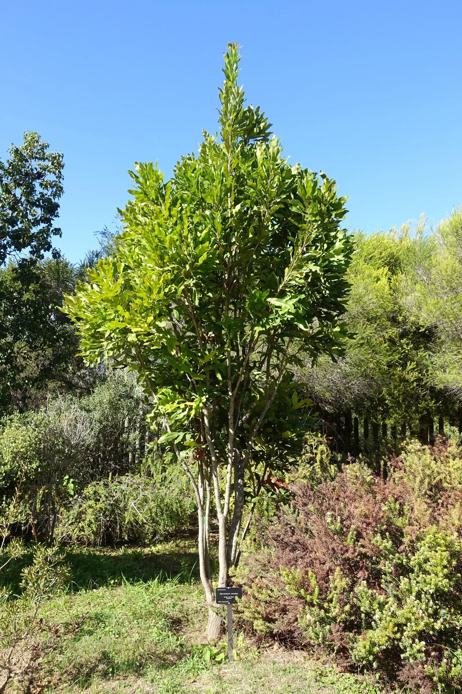 Firewheel Tree (Stenocarpus Sinuatus) — It is a moderately fast grower and can be used as a magnificent feature plant; the Firewheel Tree, or Stenocarpus