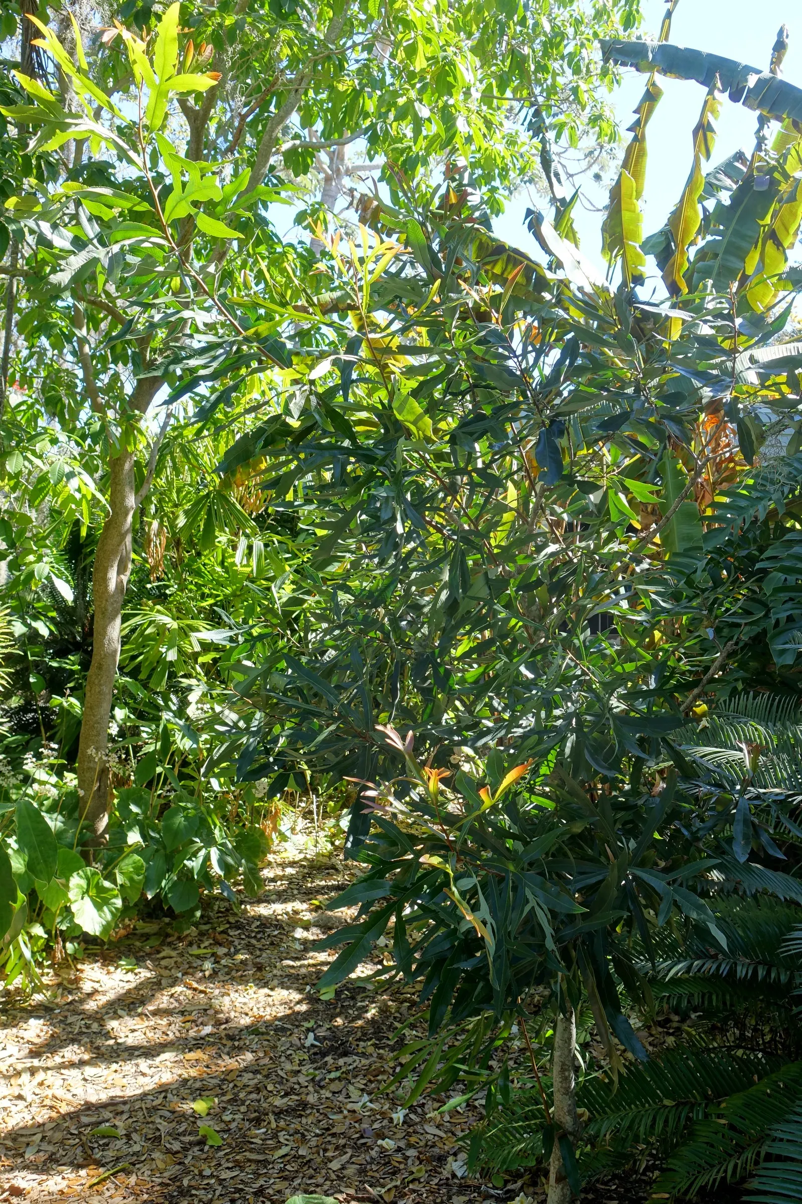 Firewheel Tree (Stenocarpus Sinuatus) — deep green leaves that are sinuous and lobed; tree for full