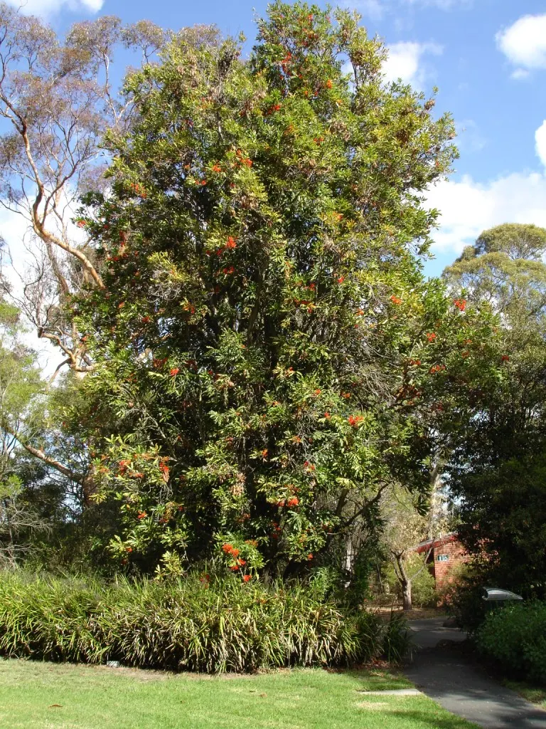 Firewheel Tree (Stenocarpus Sinuatus) — The Firewheel Tree, or Stenocarpus sinuatus, is an evergreen native to Australian rainforests