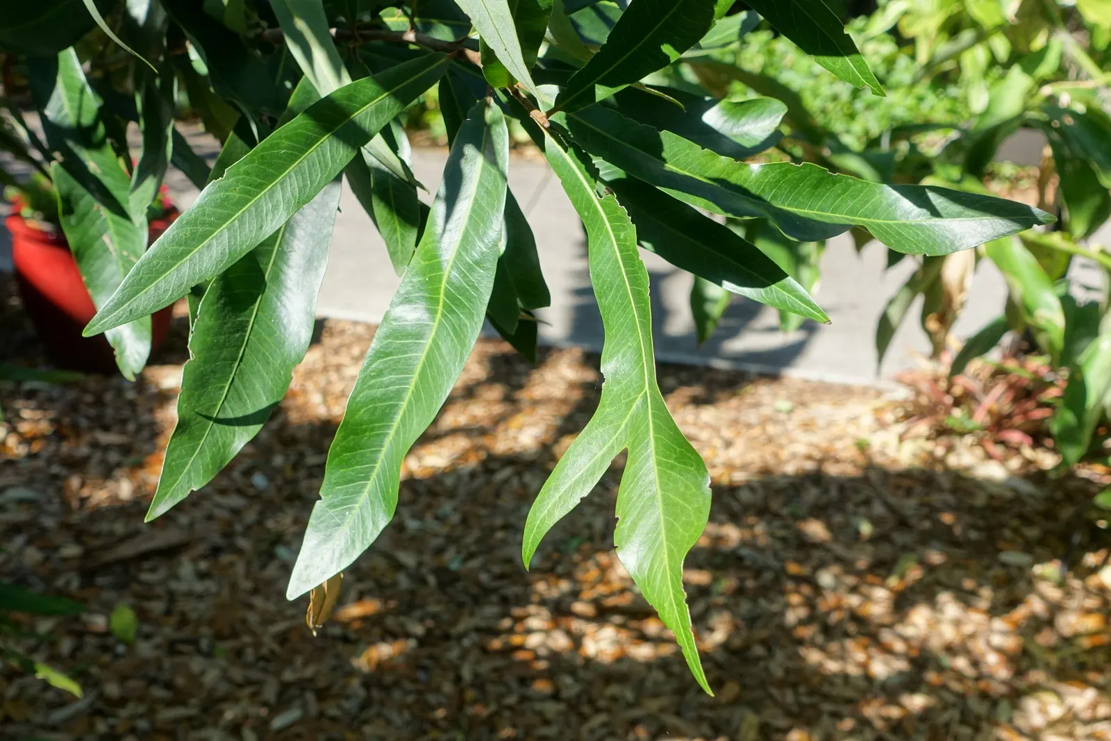 Firewheel Tree (Stenocarpus Sinuatus) — lending a textured appearance to the foliage.<br><br>Growing to an average height of 30 to 45 feet; is an eye-catching