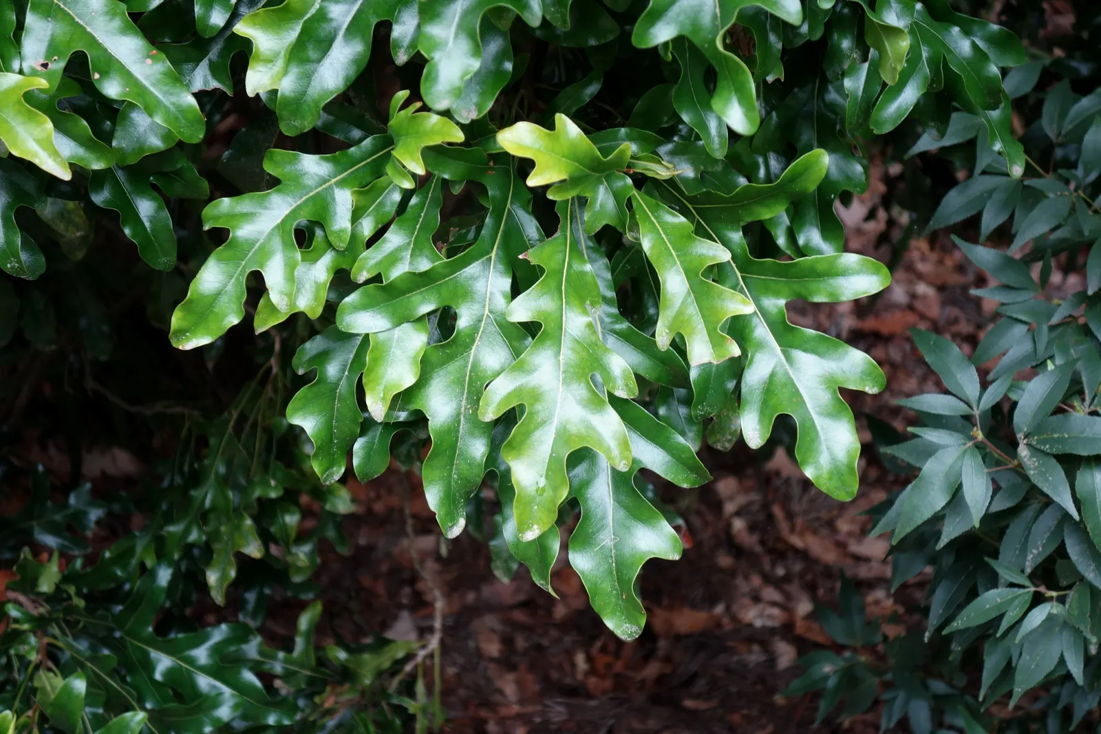 Firewheel Tree (Stenocarpus Sinuatus) — are set against a backdrop of glossy; the Firewheel Tree does appreciate consistent moisture during its initial growth