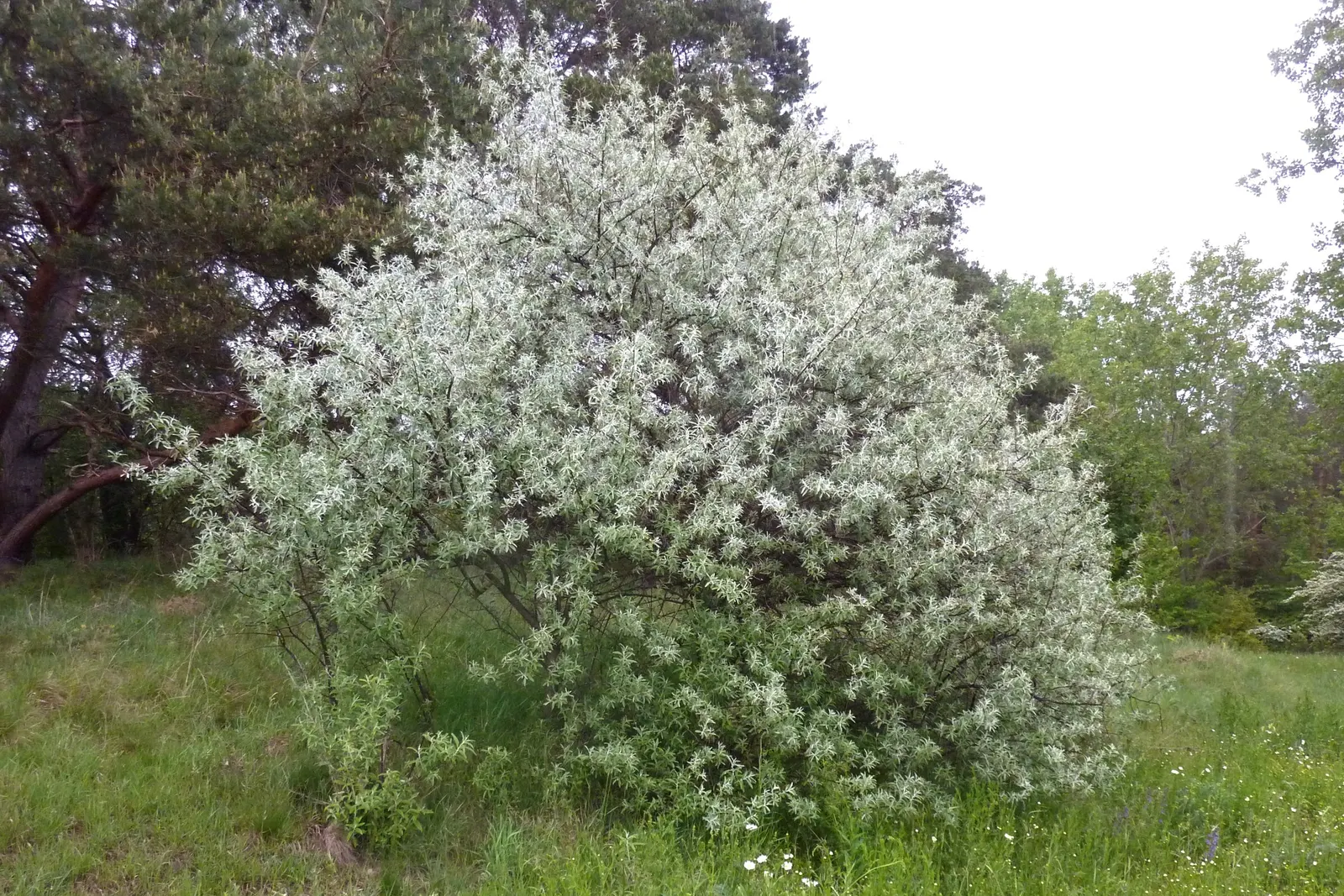 Russian Olive (Elaeagnus angustifolia) — exemplifying its versatile nature.<br><br>Given its rapid growth rate