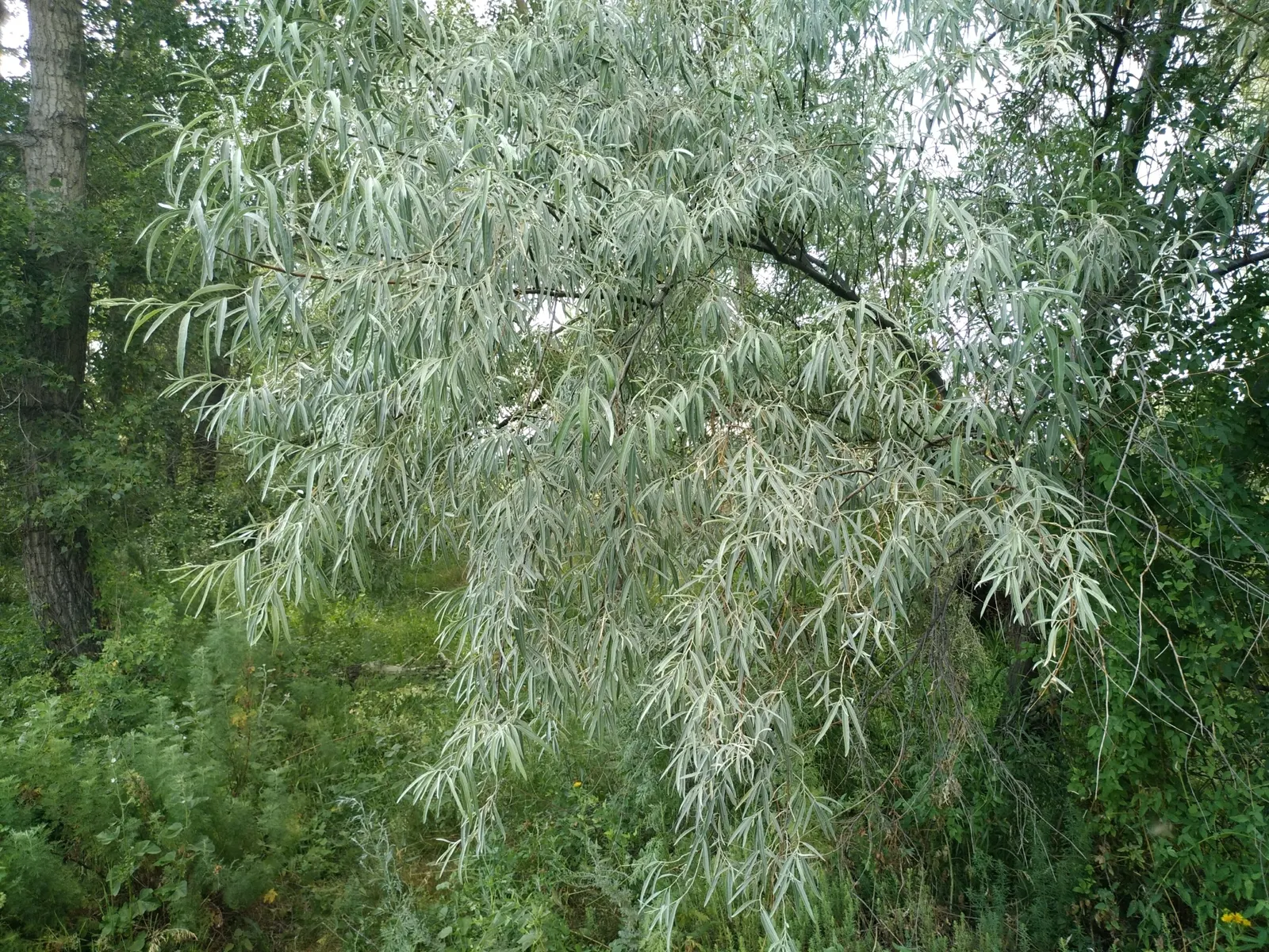 Russian Olive (Elaeagnus angustifolia) — ripening to a muted olive green