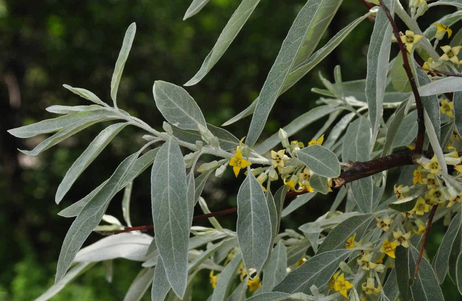 Russian Olive (Elaeagnus angustifolia) — silver-scaled fruits about 0.5 inches in length