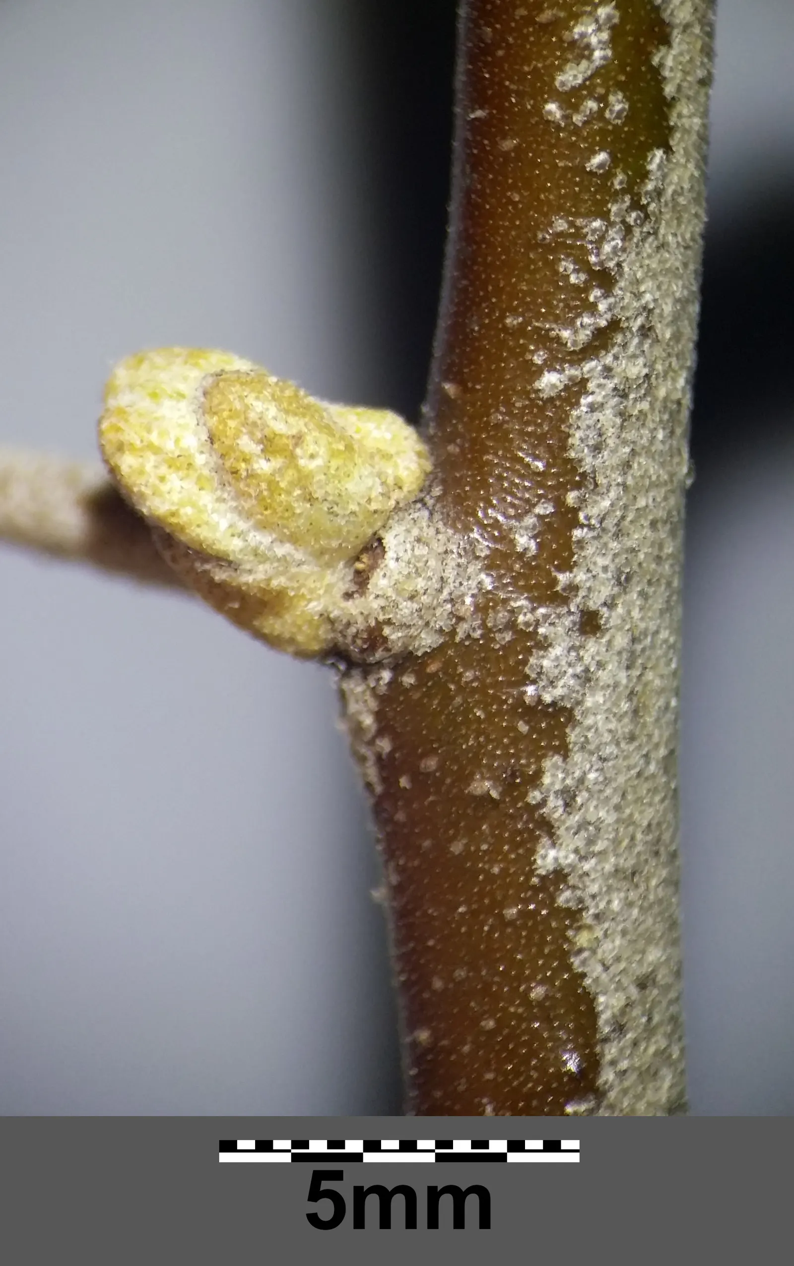 Russian Olive (Elaeagnus angustifolia) — Typically, it attains heights of 15 to 25 feet, with a similar spread, creating a rounded, open canopy, image 66