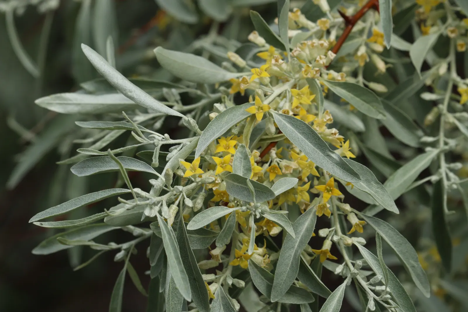Russian Olive (Elaeagnus angustifolia) — multi-colored and white and yellow flowers in the garden