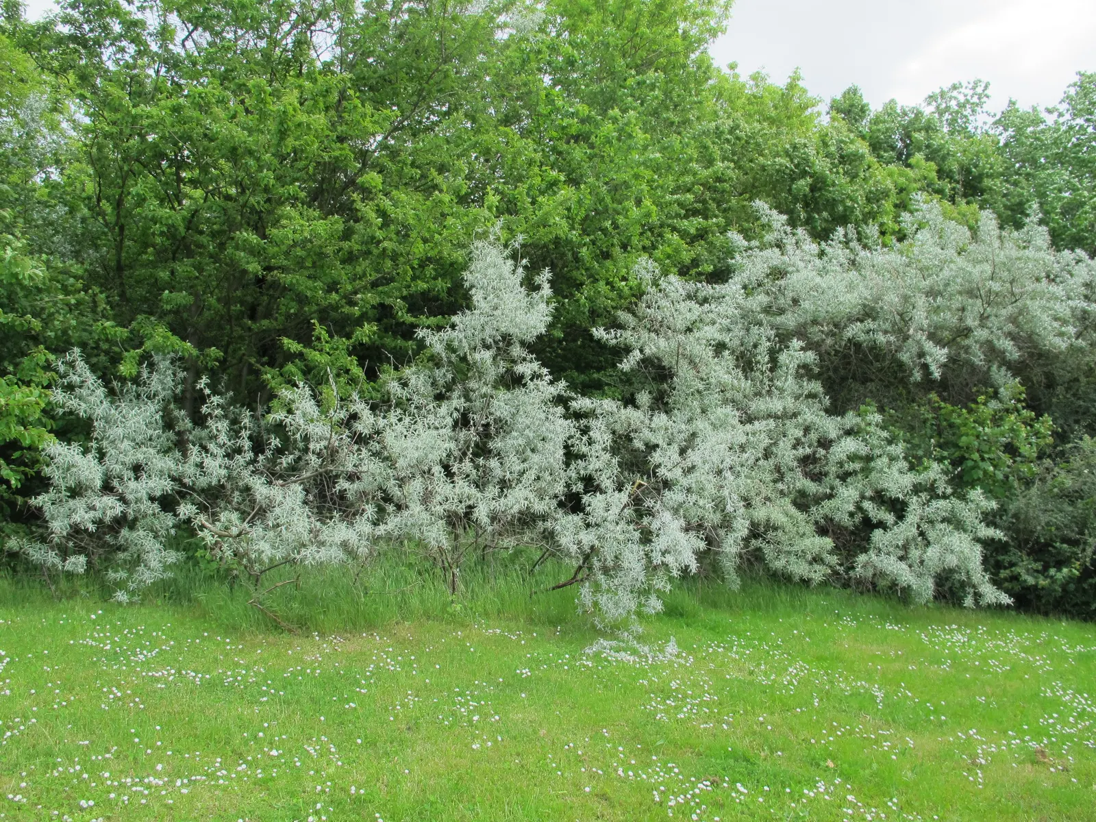 Russian Olive (Elaeagnus angustifolia) — including salt and urban pollution; silver-green leaves and fragrant