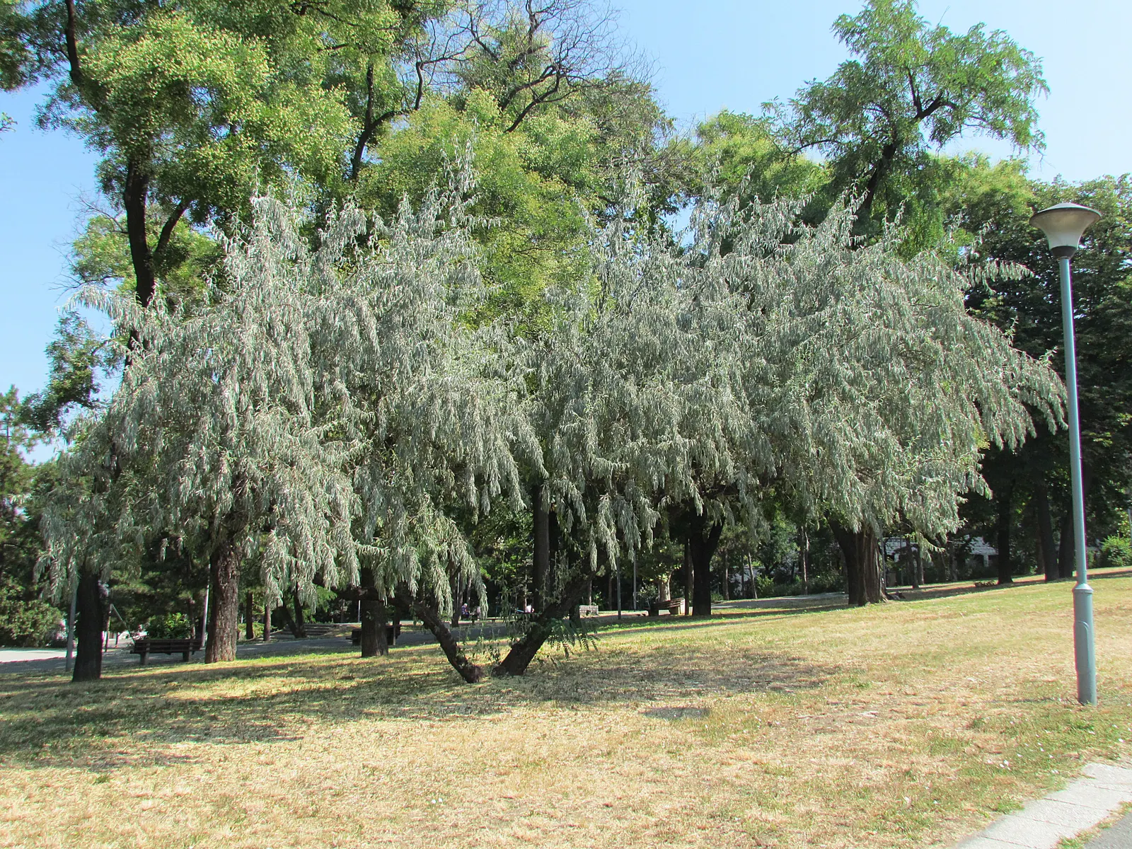 Russian Olive (Elaeagnus angustifolia) — The Russian Olive (Elaeagnus angustifolia) is a hardy