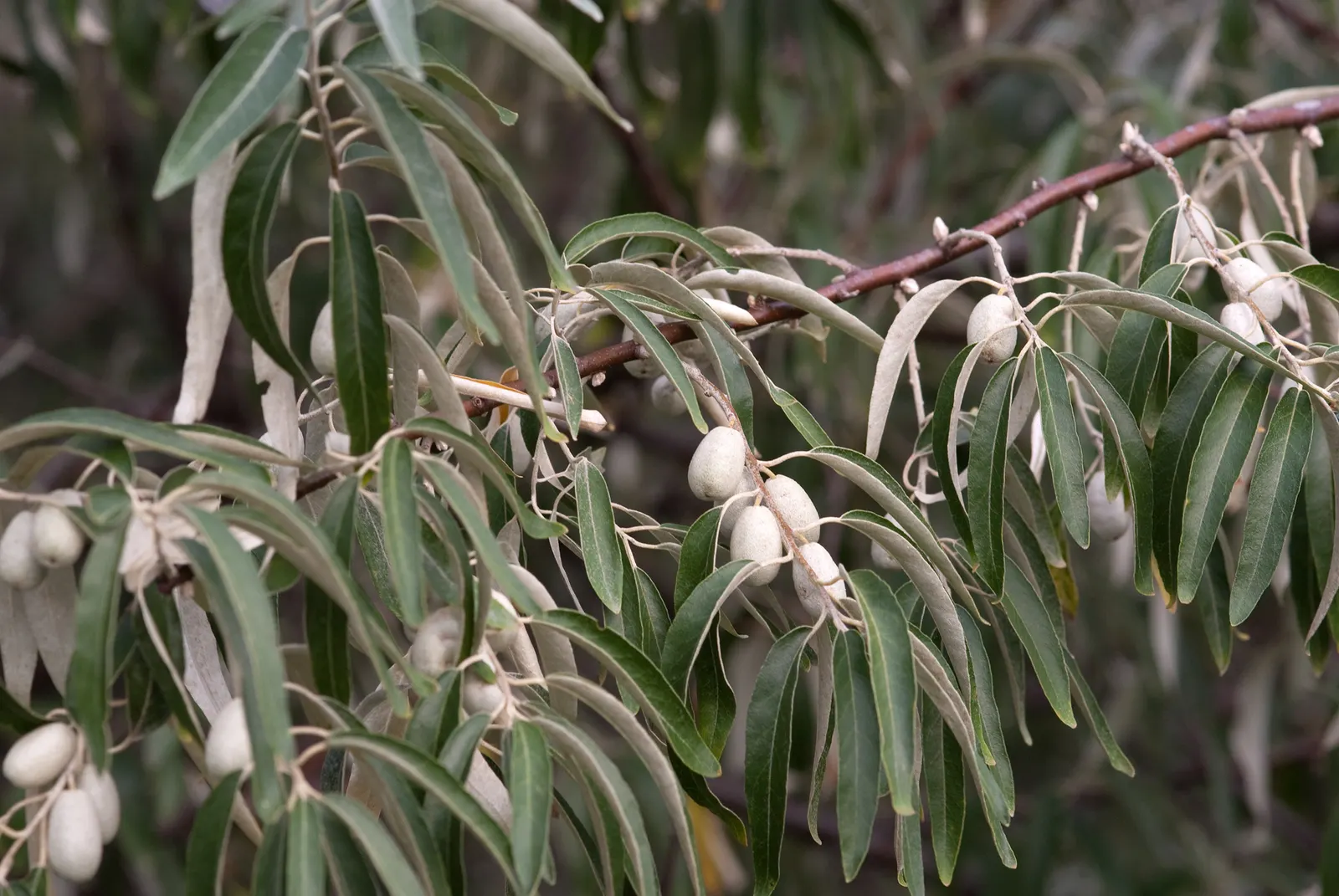 Russian Olive (Elaeagnus angustifolia) — ripening to a muted olive green; regular pruning may be required to maintain the desired shape and prevent, image 72