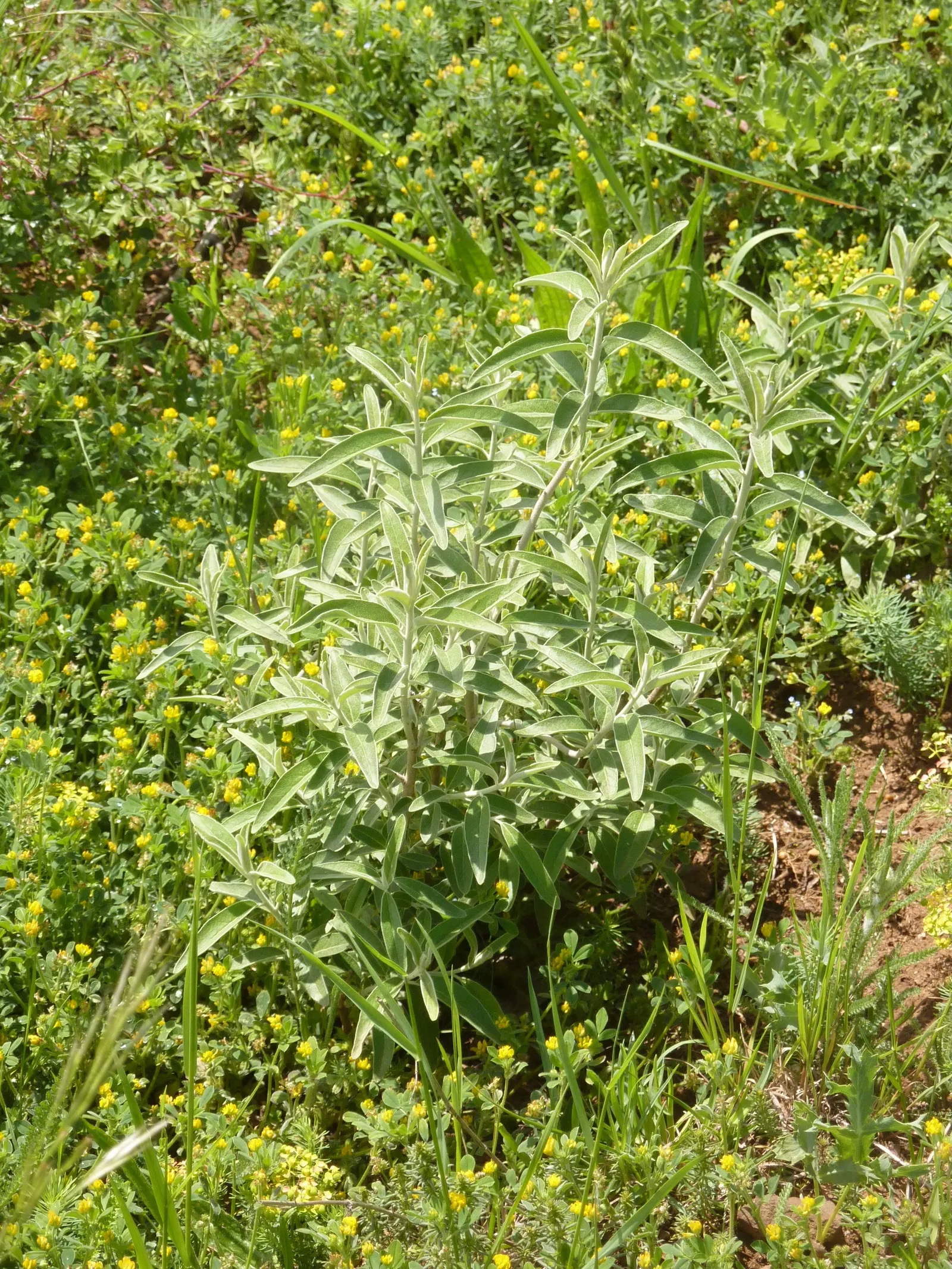Russian Olive (Elaeagnus angustifolia) — The Russian Olive (Elaeagnus angustifolia) is a hardy; silver-green leaves and fragrant