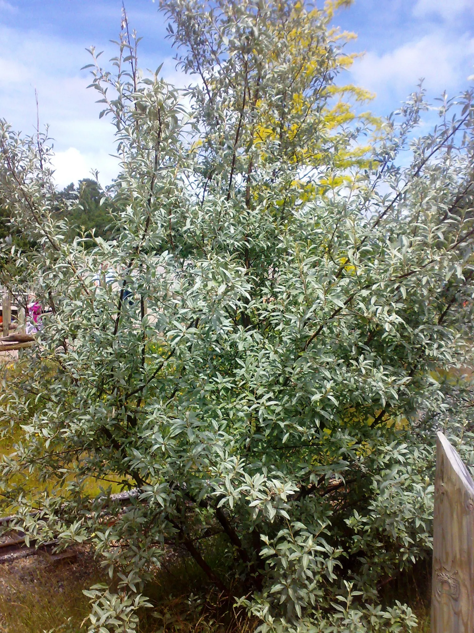 Russian Olive (Elaeagnus angustifolia) — Adaptable to various soils, it thrives in full sun and tolerates drought