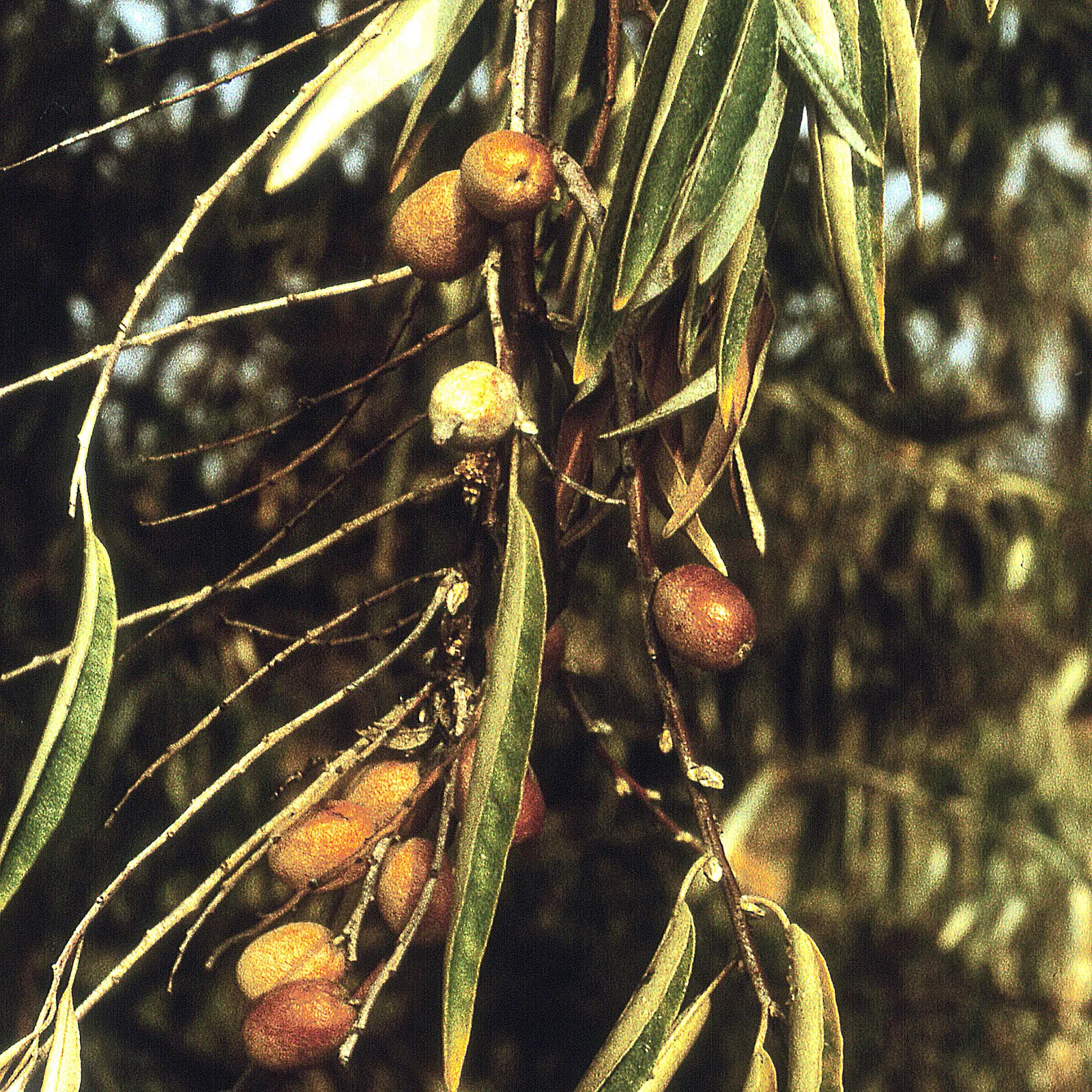 Russian Olive (Elaeagnus angustifolia) — Its use in design offers erosion control, windbreaks, and wildlife habitats with a rustic aesthetic