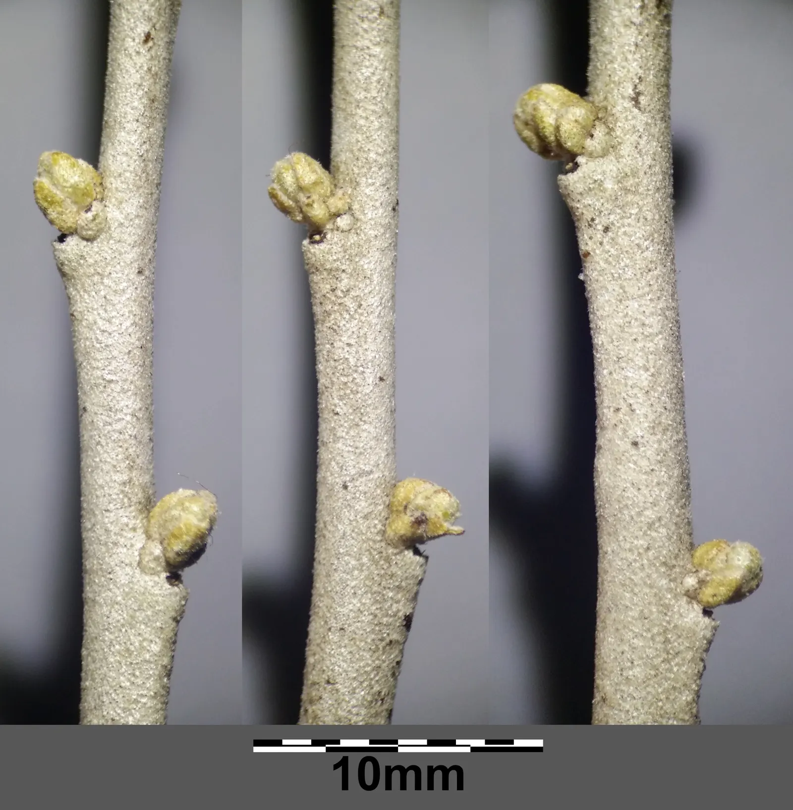 Russian Olive (Elaeagnus angustifolia) — deciduous shrub or small tree; lance-shaped leaves grow up to 4 inches long, image 58