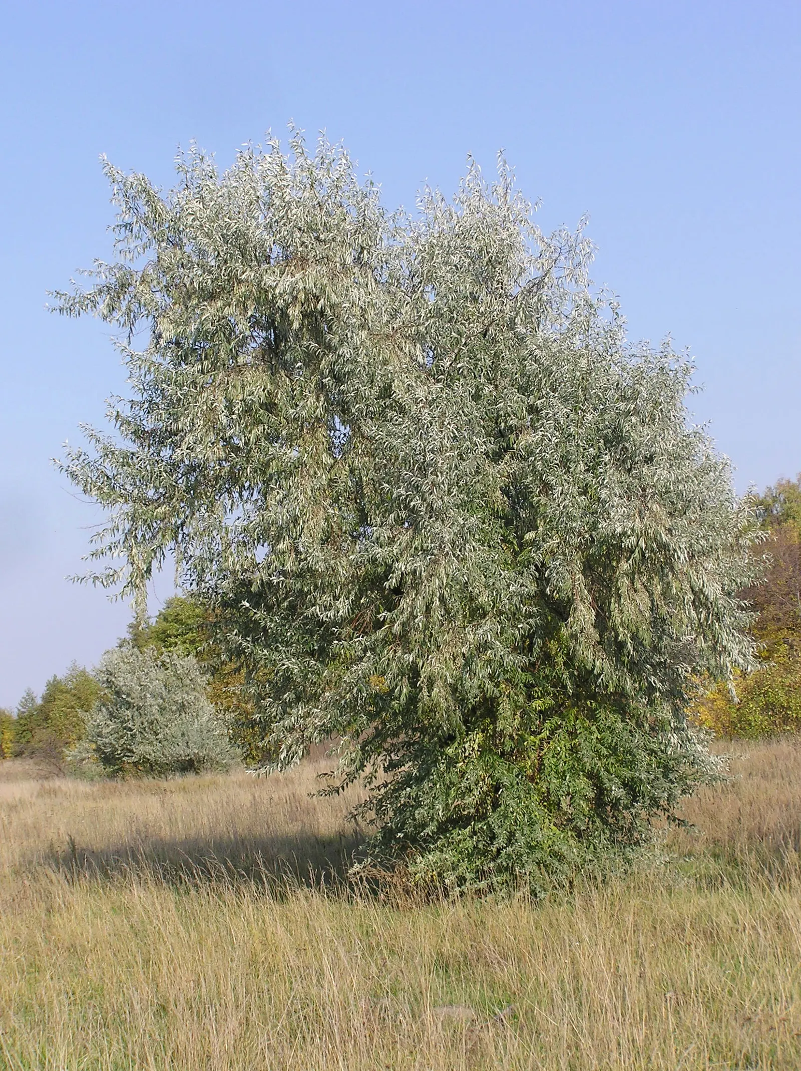 Russian Olive (Elaeagnus angustifolia) — followed by olive-like fruits