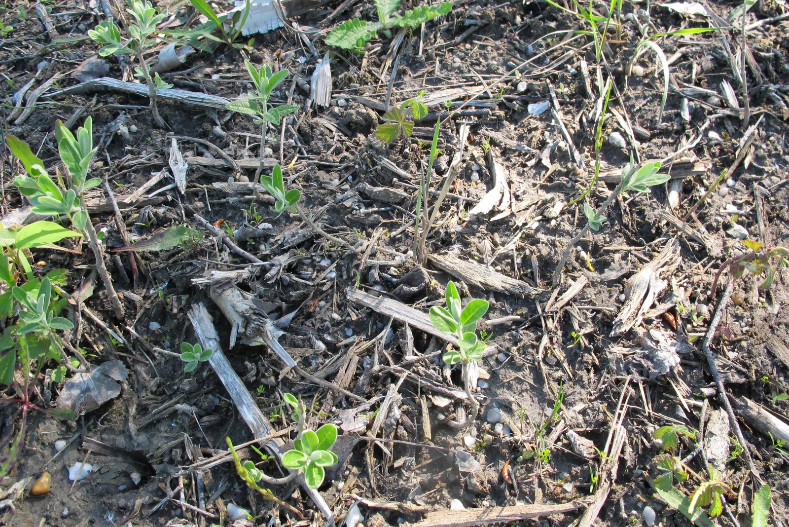 Russian Olive (Elaeagnus angustifolia) — this species is suitable as a windbreak or privacy screen