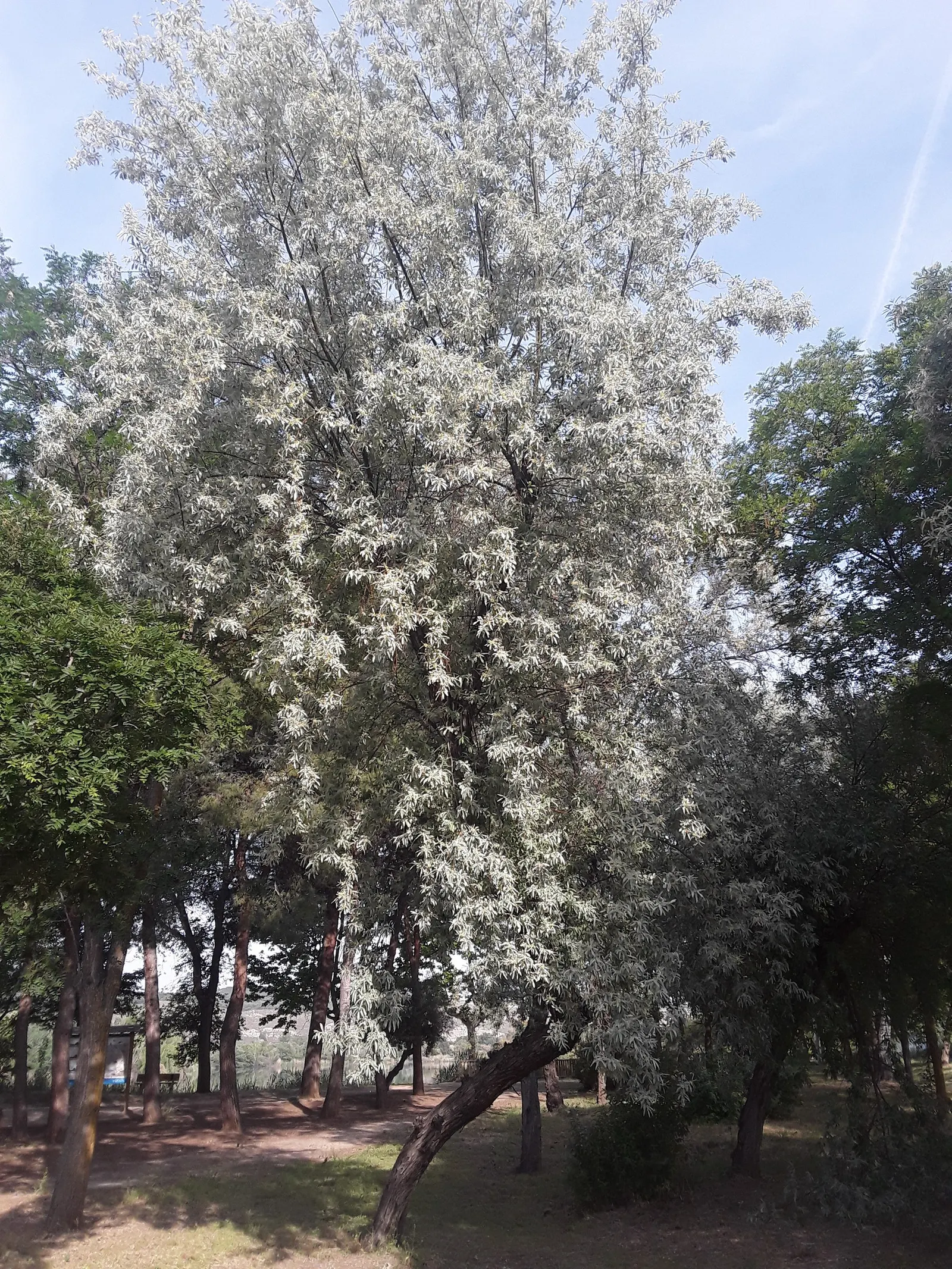 Russian Olive (Elaeagnus angustifolia) — inconspicuous yet attractive; silver-green leaves and fragrant