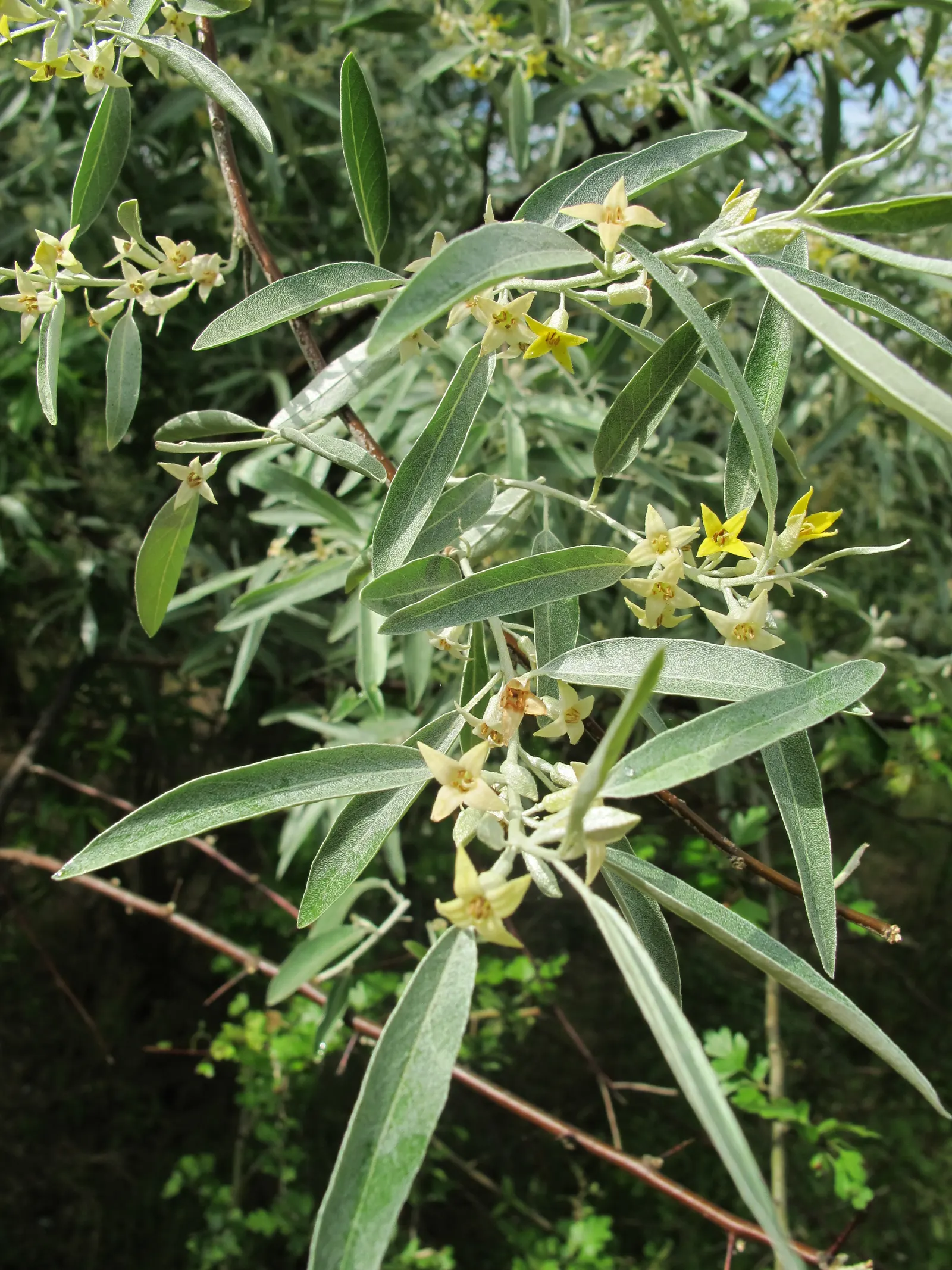 Russian Olive (Elaeagnus angustifolia) — exemplifying its versatile nature.<br><br>Given its rapid growth rate; lance-shaped leaves grow up to 4 inches long