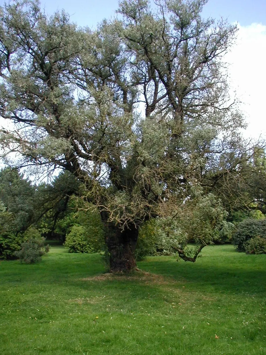 Russian Olive (Elaeagnus angustifolia) — Its preference for well-drained soils does not confine it; the tree copes well with a range of soil, image 48