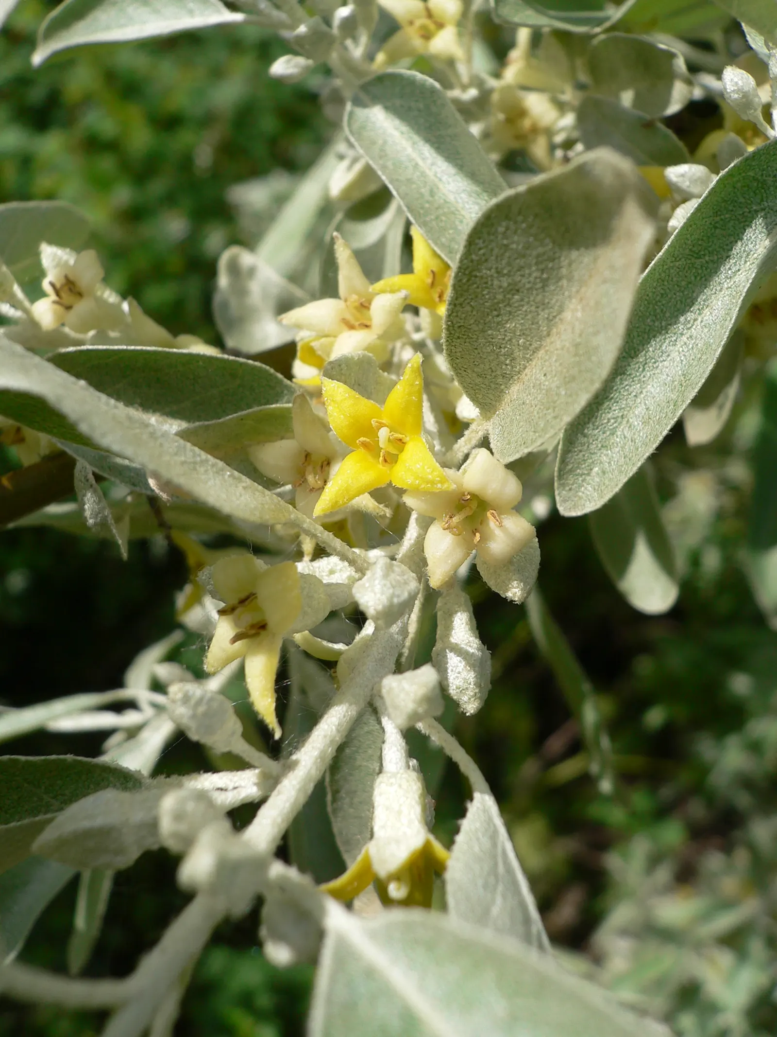 Russian Olive (Elaeagnus angustifolia) — Typically, it attains heights of 15 to 25 feet, with a similar spread, creating a rounded, open canopy