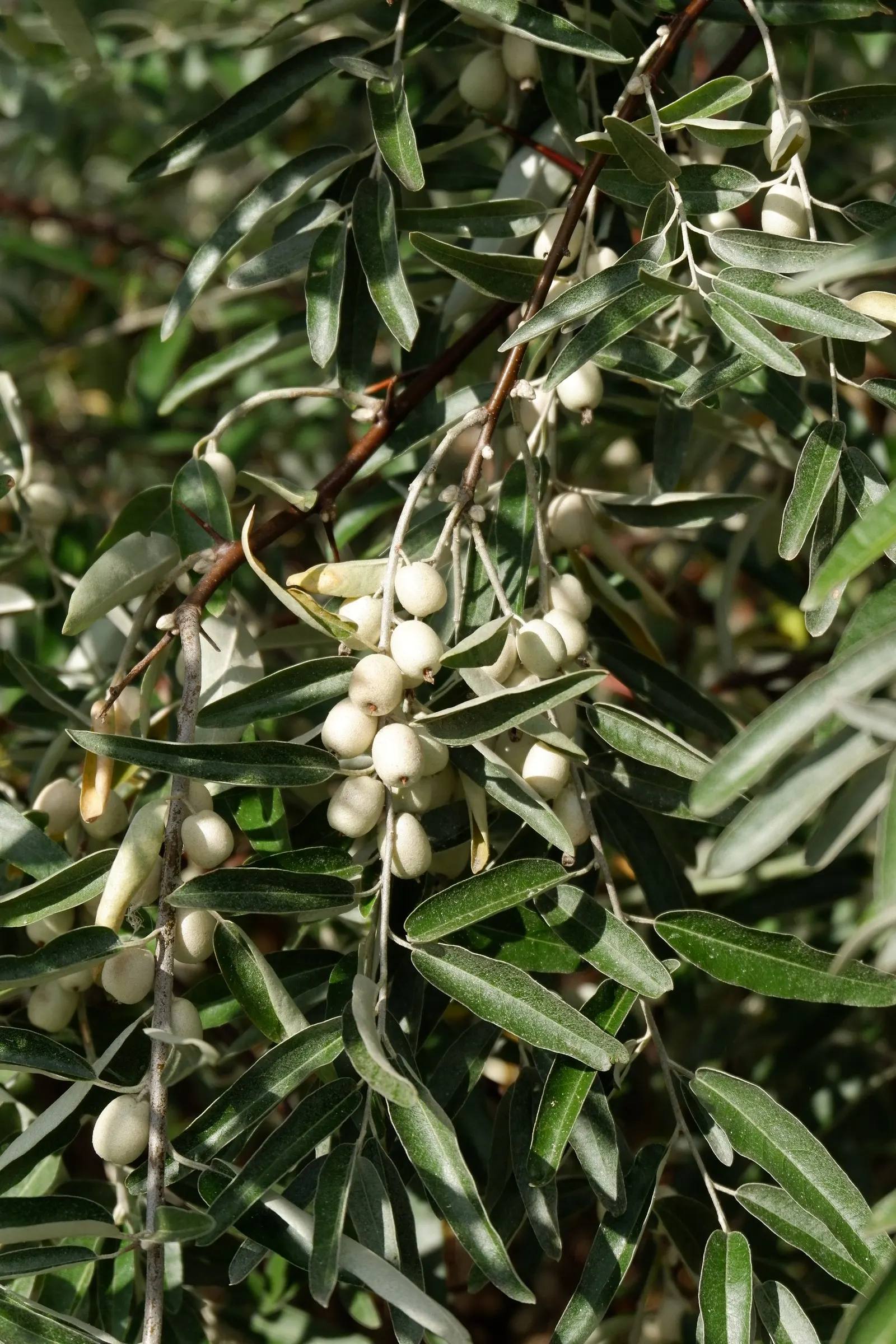 Russian Olive (Elaeagnus angustifolia) — yellowish flowers in late spring; silver-green leaves and fragrant