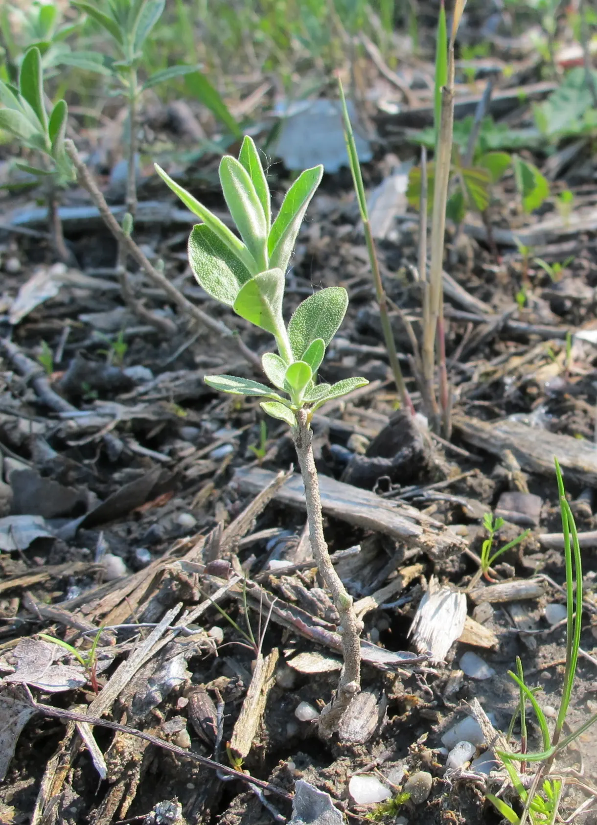 Russian Olive (Elaeagnus angustifolia) — Typically, it attains heights of 15 to 25 feet, with a similar spread, creating a rounded, open canopy; lance-shaped