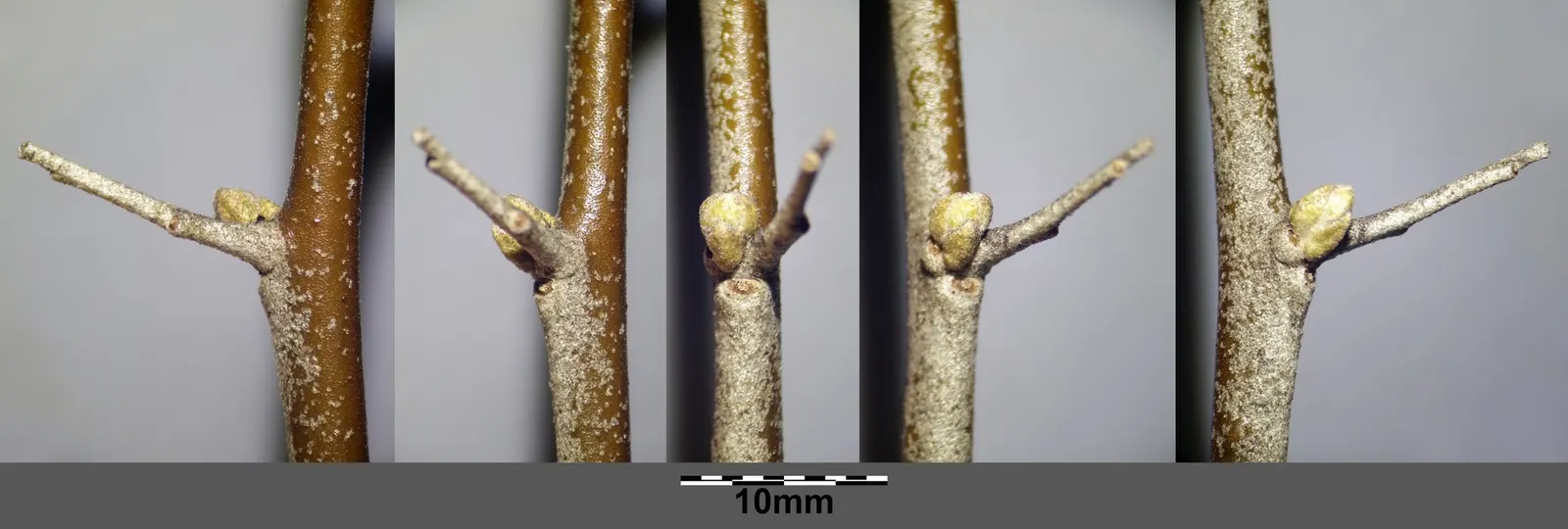 Russian Olive (Elaeagnus angustifolia) — but it should be placed with consideration due to its potential invasiveness in some regions
