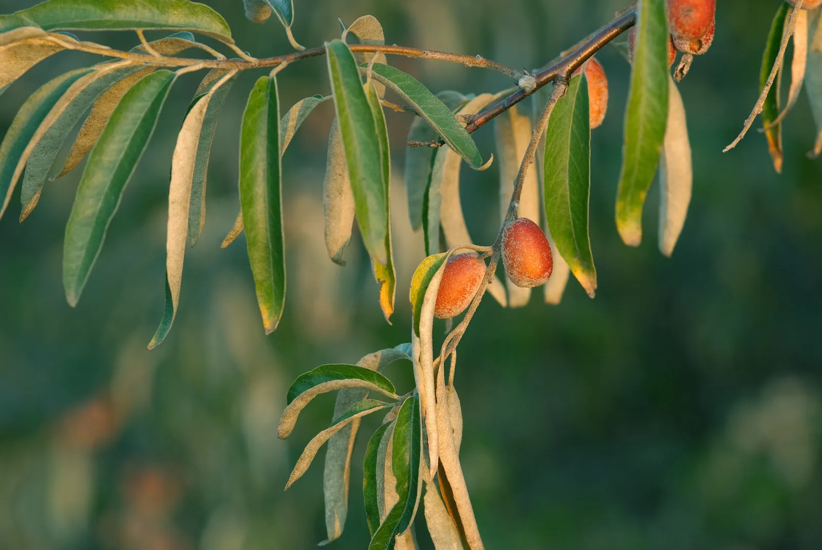 Russian Olive (Elaeagnus angustifolia) — the fruits offer ornamental interest and food for wildlife